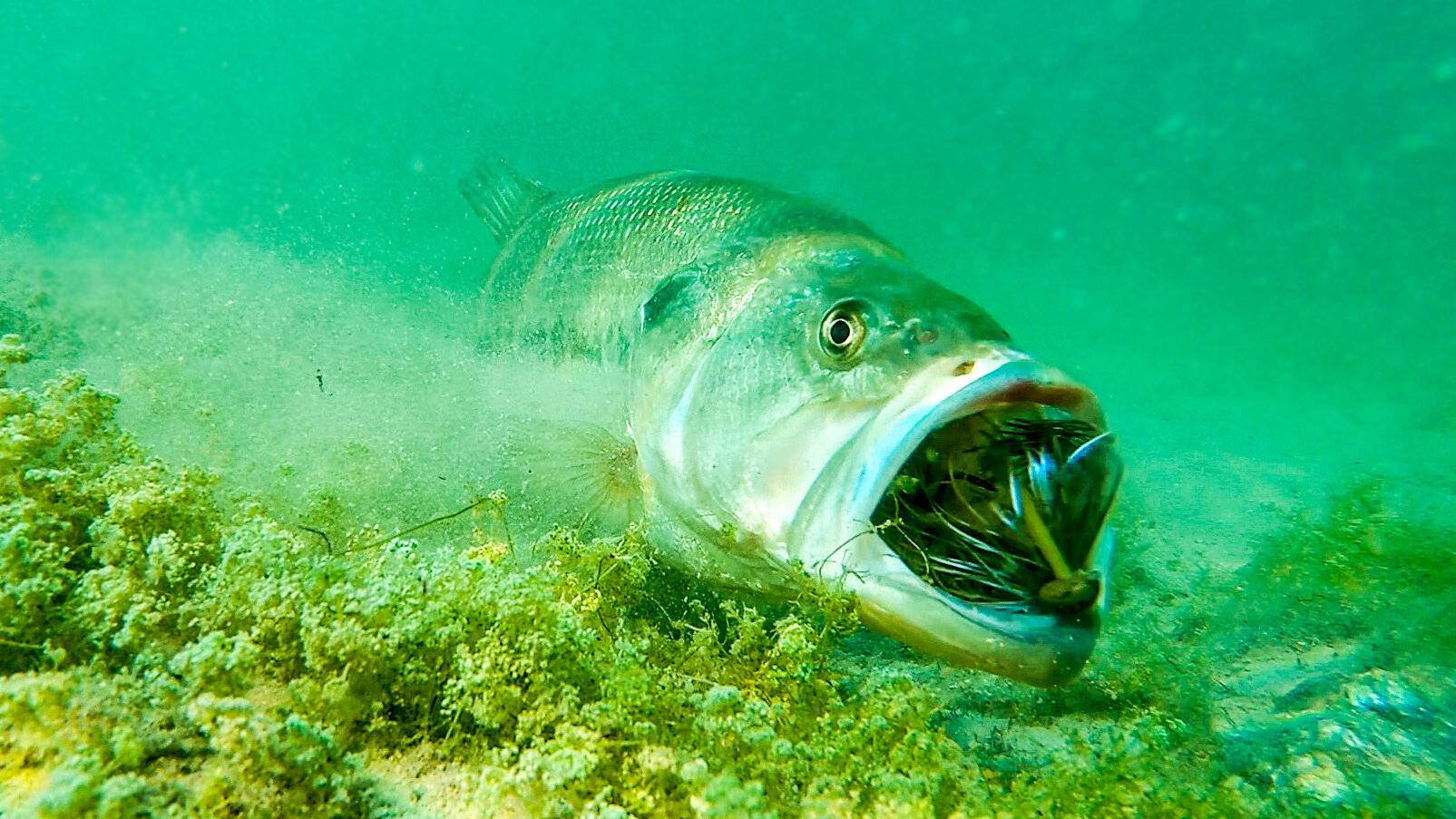 Insane Underwater Footage** Fish Attacking Lures And Bass Fishing Tips! 
