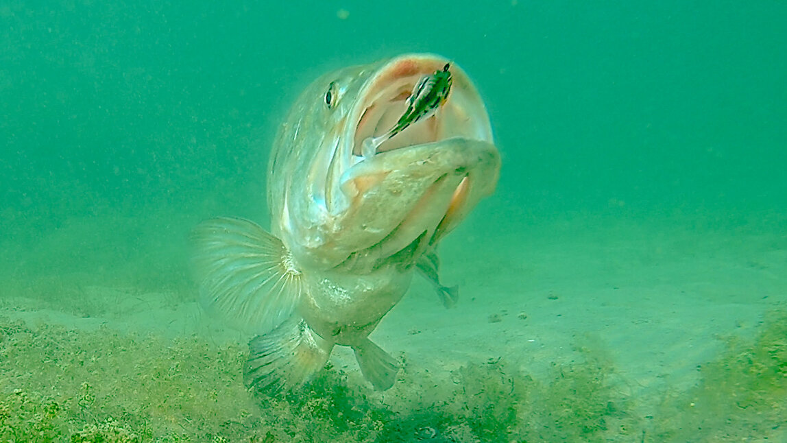 Crazy Underwater Footage** Big Bass Attacking Bluegill Lures