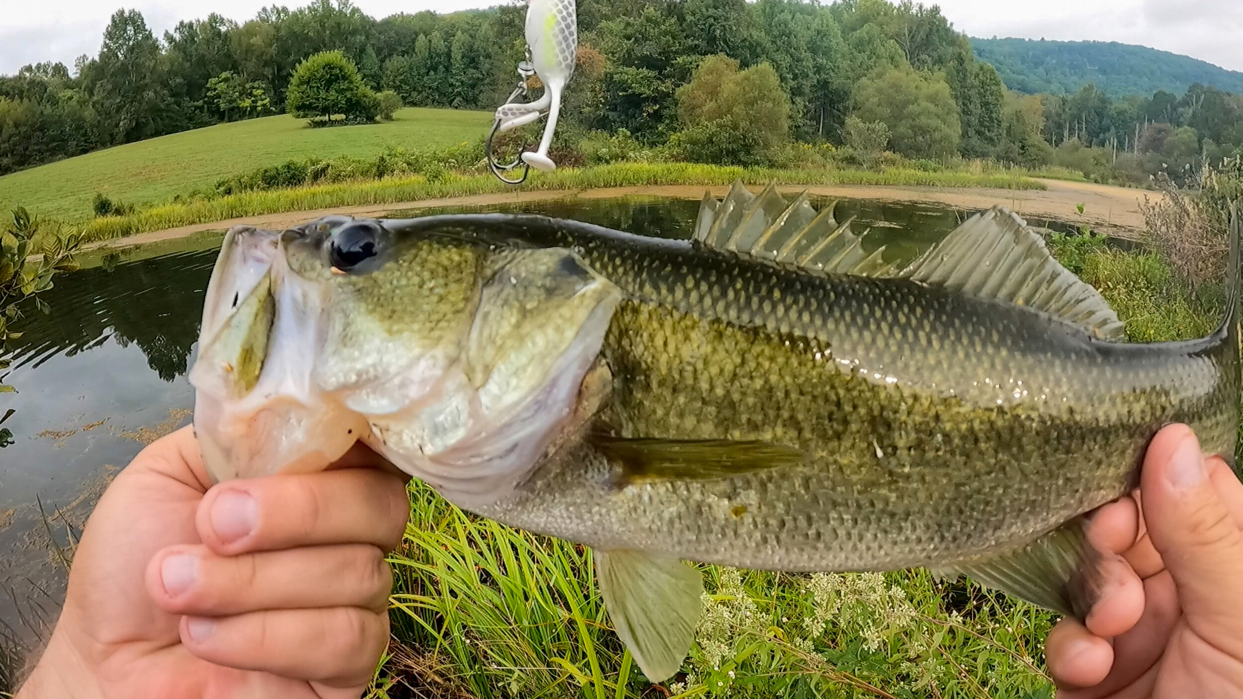 Pond Fishing Tricks! Fall Bass Fishing! — Tactical Bassin' - Bass Fishing  Blog