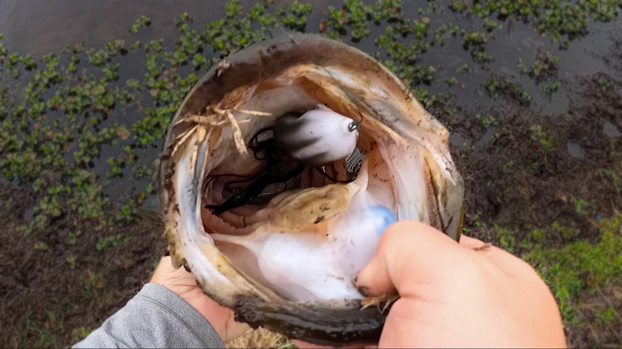 TOP 5 Baits For POND FISHING And BANK FISHING (And How To Fish Them) 