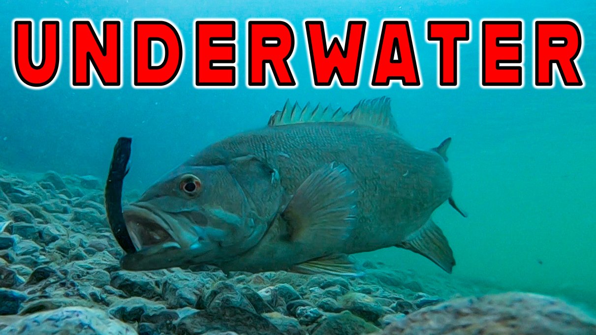 How To Catch Bass With Plastic Worms! **Underwater Footage Of Dropshot ...