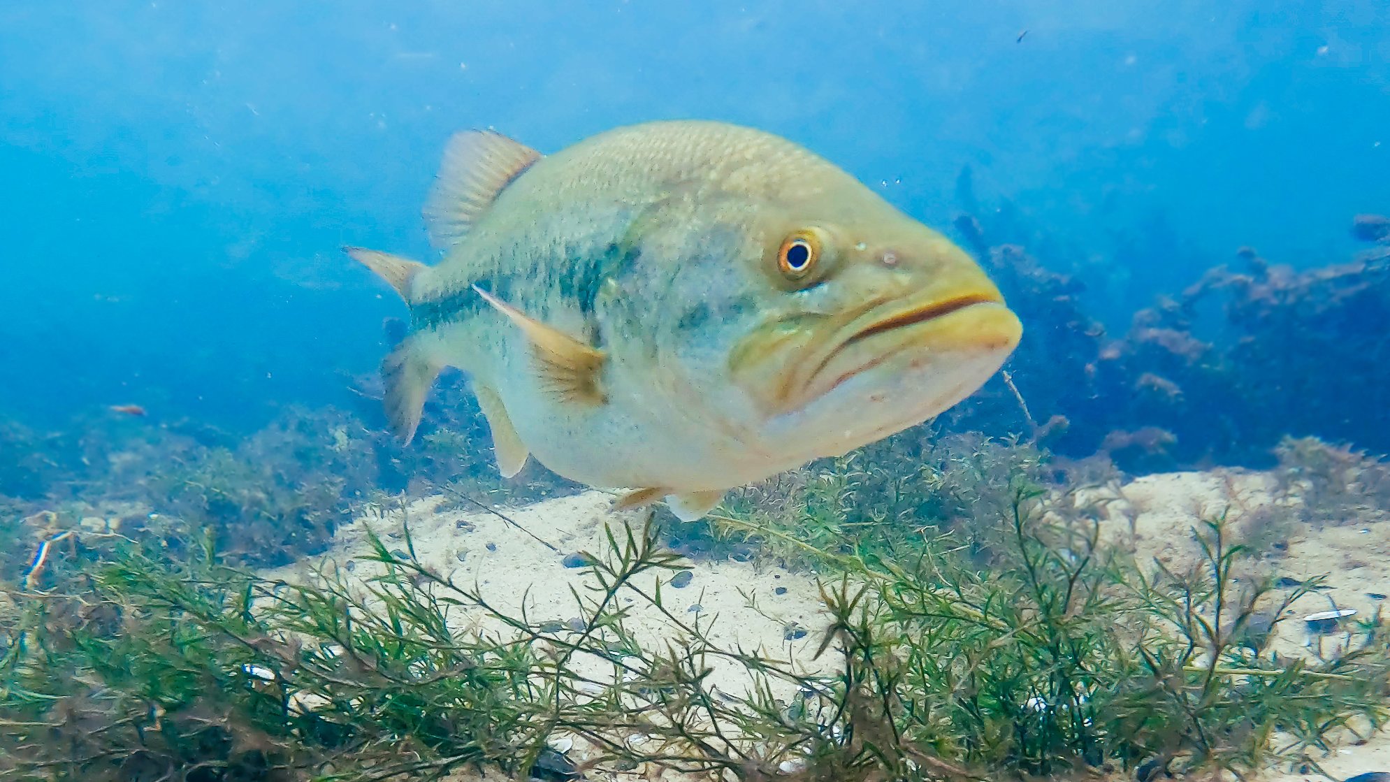 Underwater Bass Fishing Footage + Fluke Fishing Tips — Tactical Bassin' -  Bass Fishing Blog
