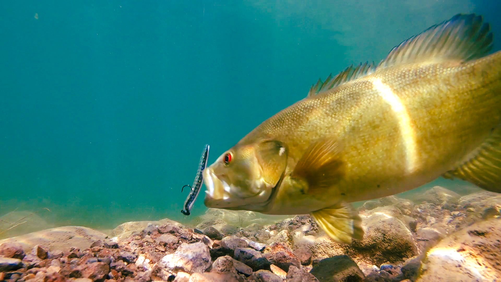 Crazy Underwater Footage** Big Bass Attacking Bluegill Lures! 