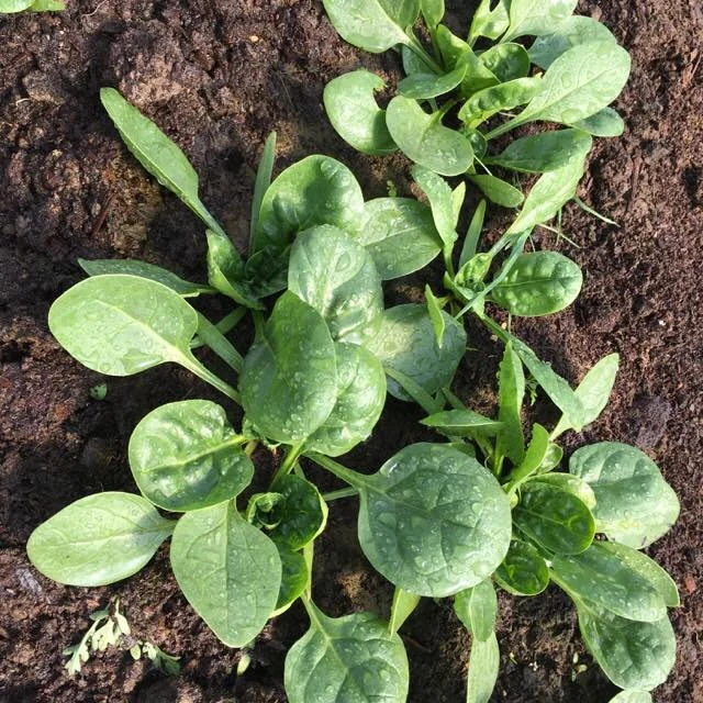 Baby Spinach.jpg