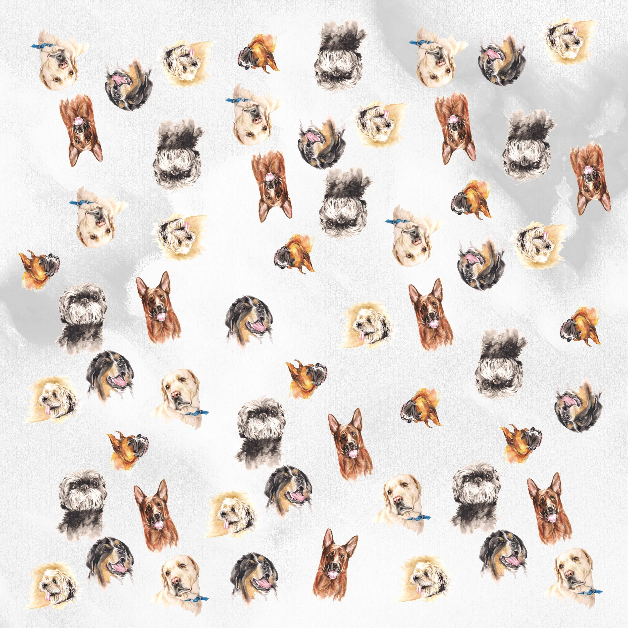 44x44 dog.jpeg
