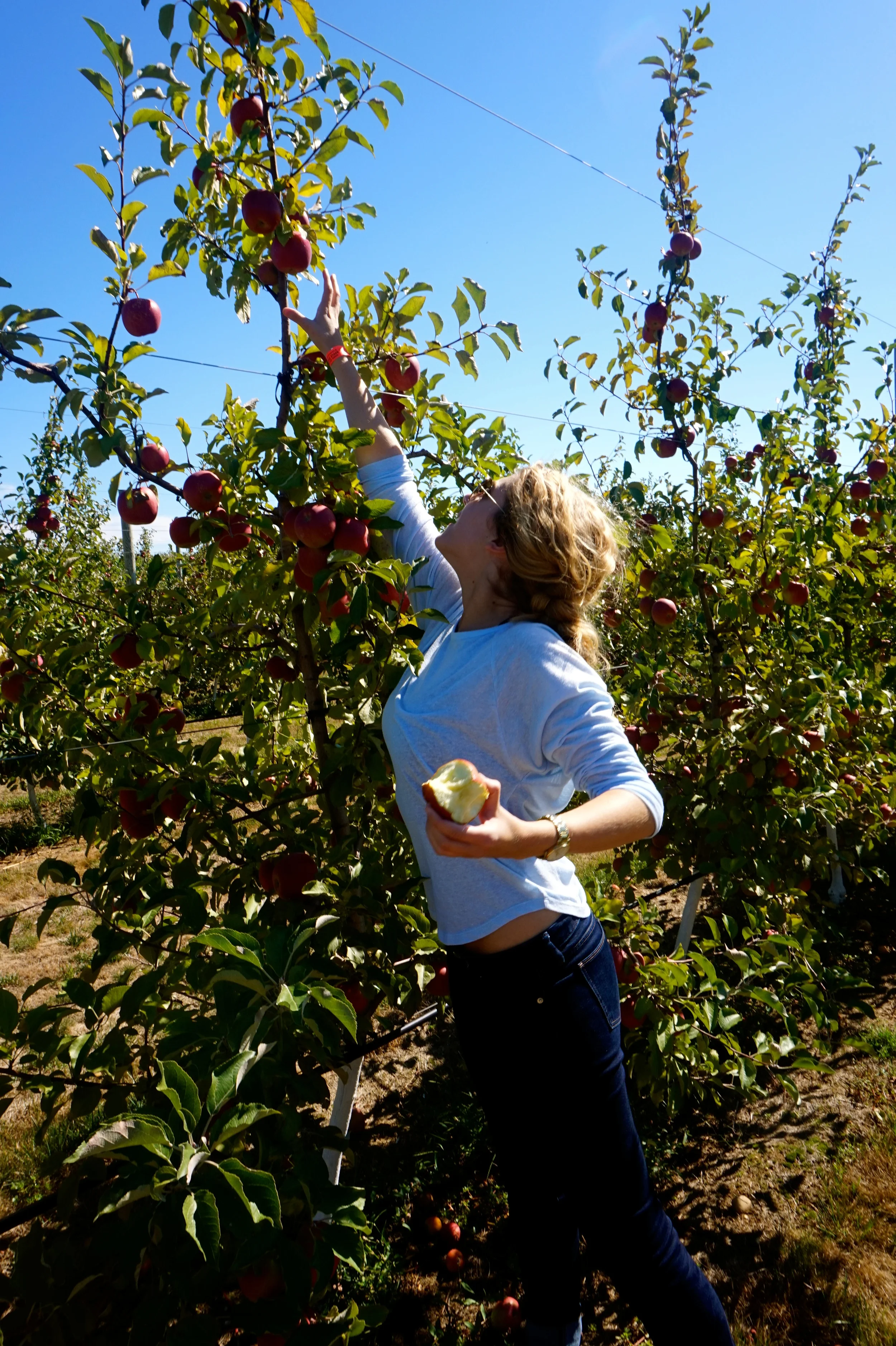 Harbes Farm & Orchard - New York