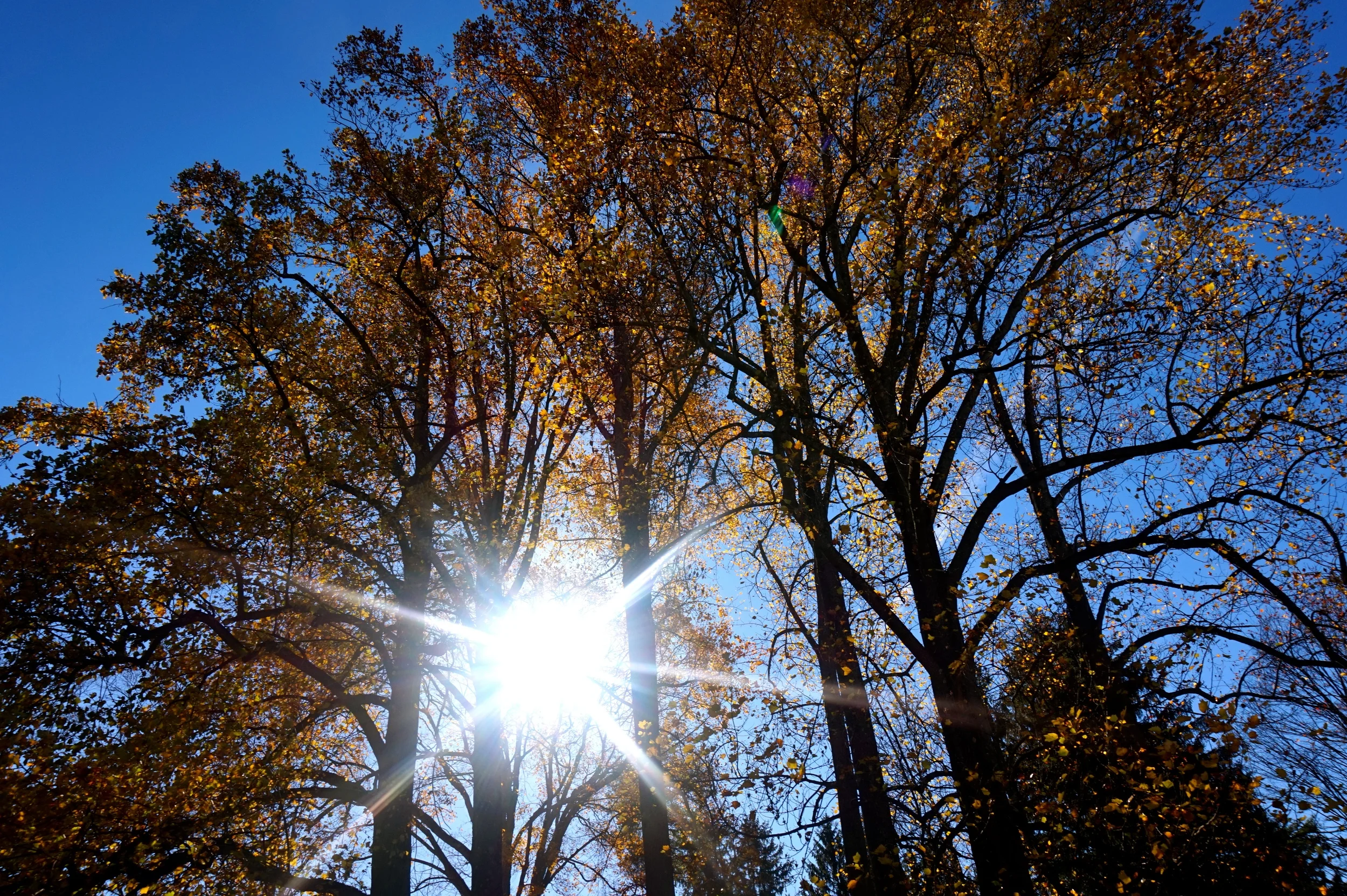 NYfall2014.jpg