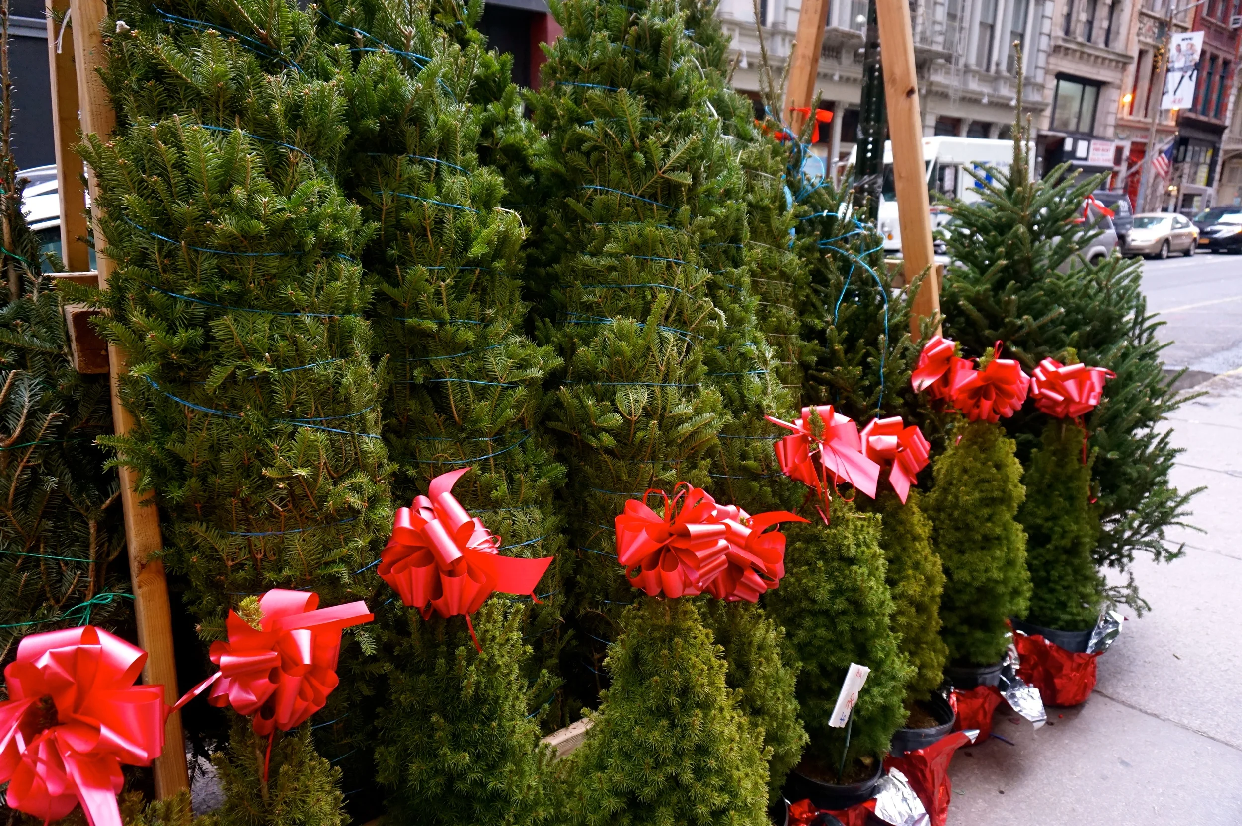nycxmastrees.jpg