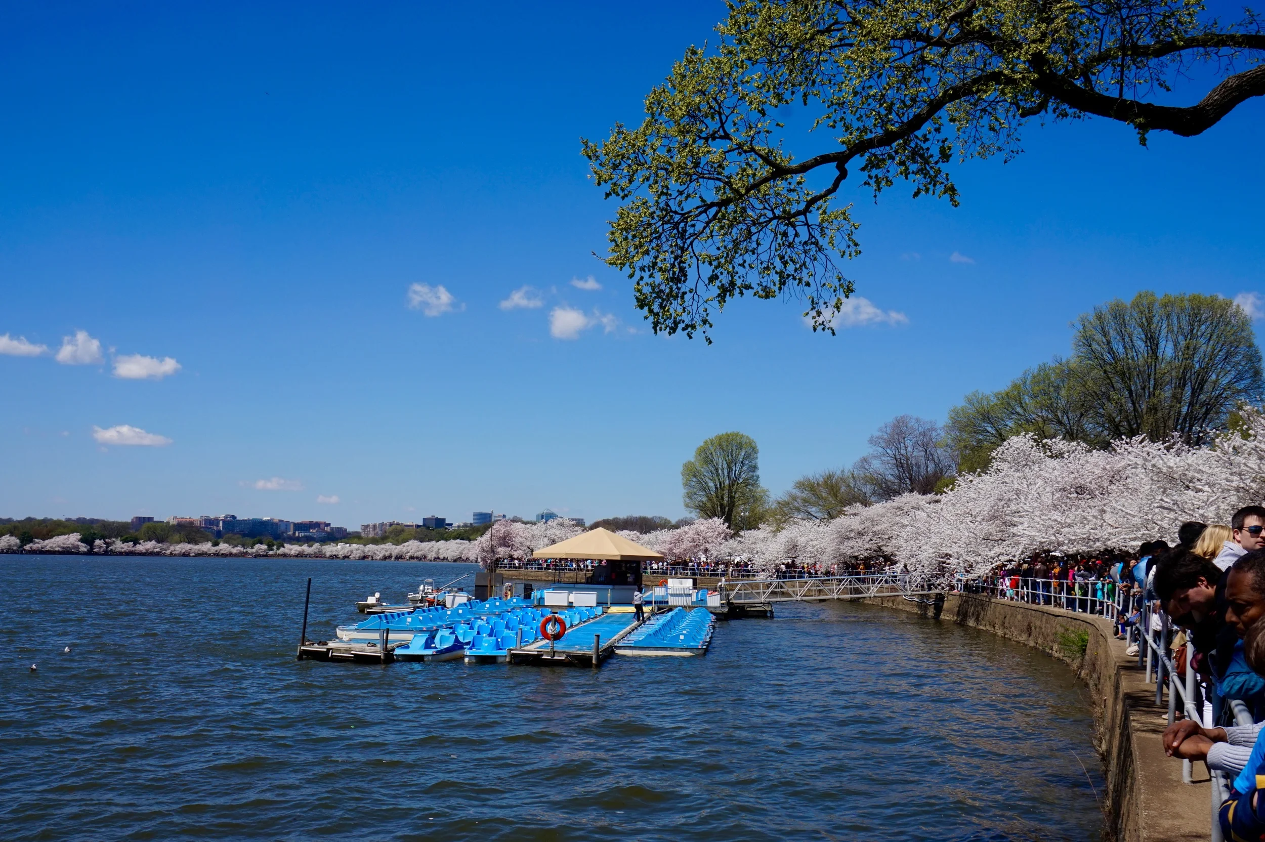 cherryblossomtidalbasin.jpg