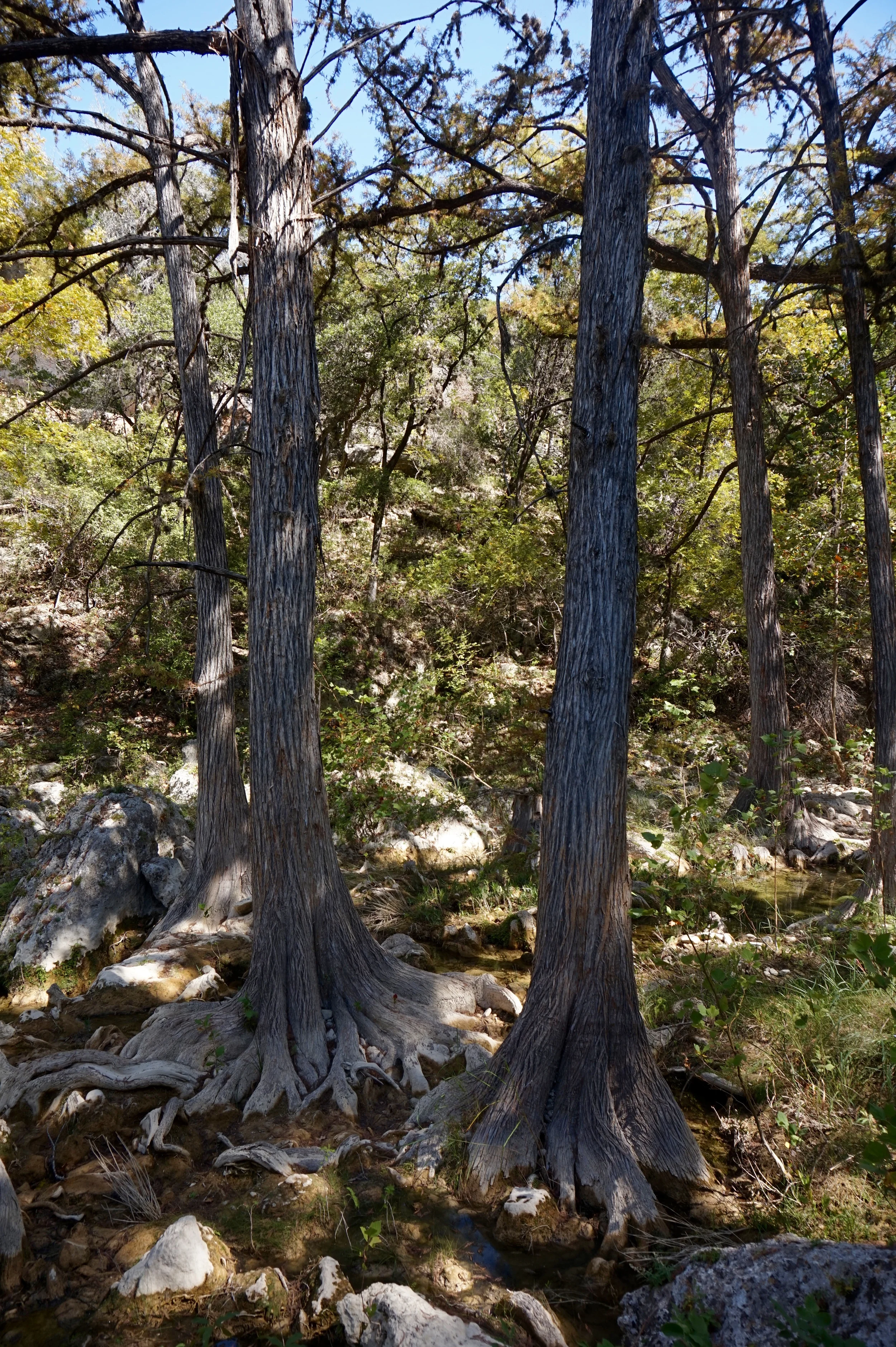 hamiltonpooltrees.jpg