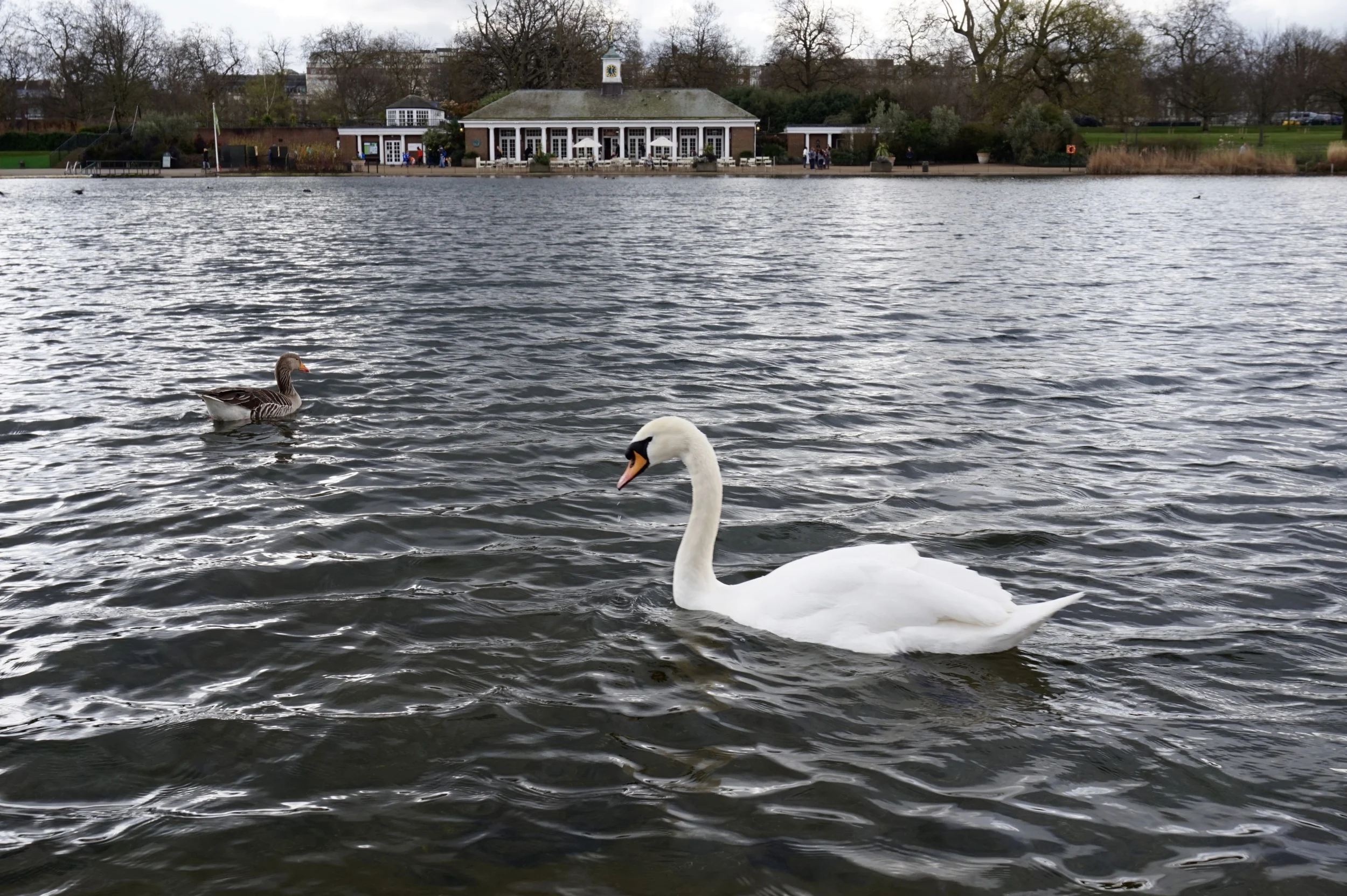 hydeparkswan.jpg
