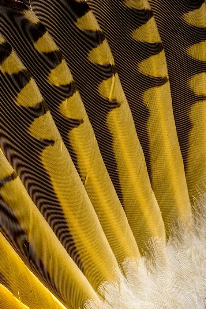 Northern Flicker Wing Feathers Copyright Tom Murphy
