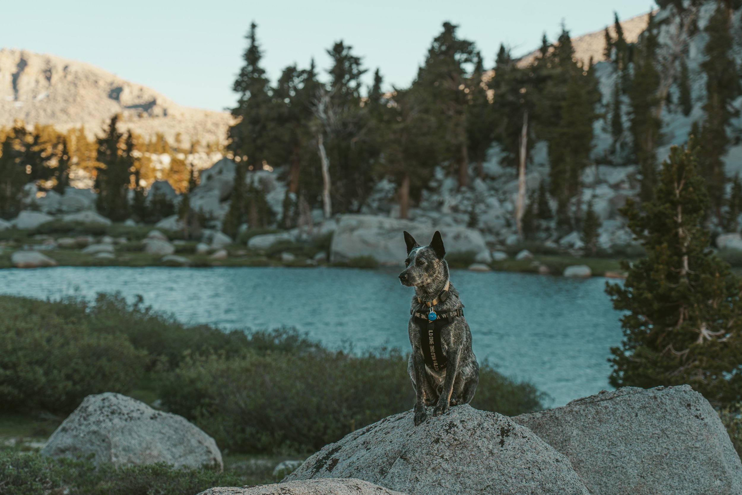 What I Pack Backpacking With My Dog