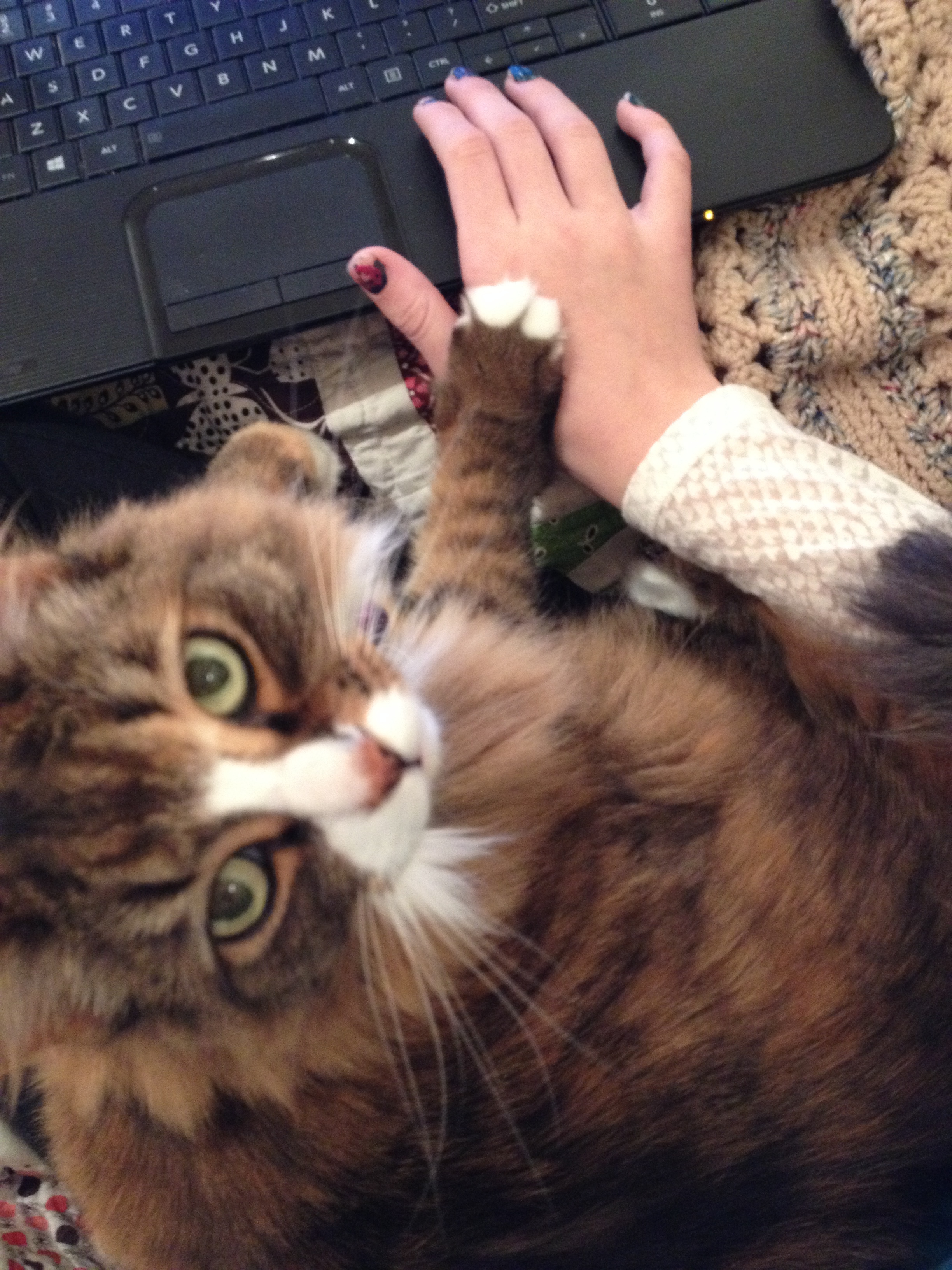 Tulip Meowington, IRL (in real life).