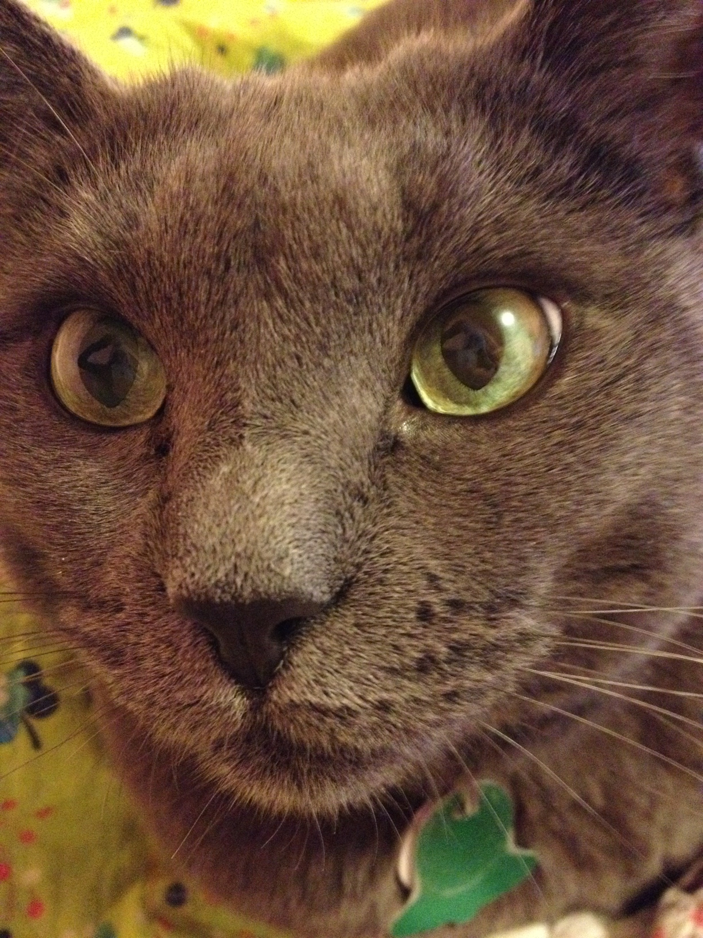 Mrs. Kitty Catterson, IRL.