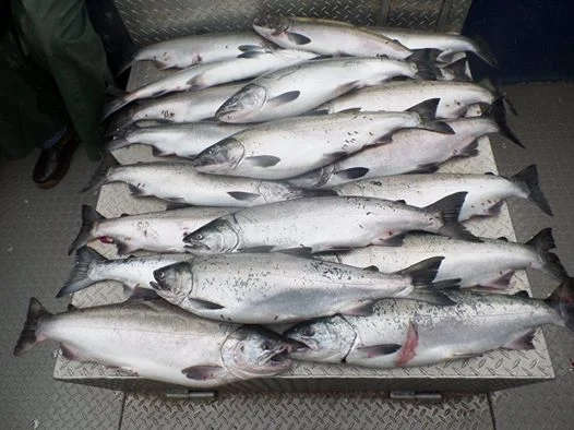 stephen hardie fish.jpg