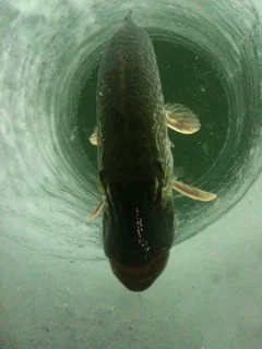 Pike release through the ice. Photo by Pro-Staff Sonny Covin