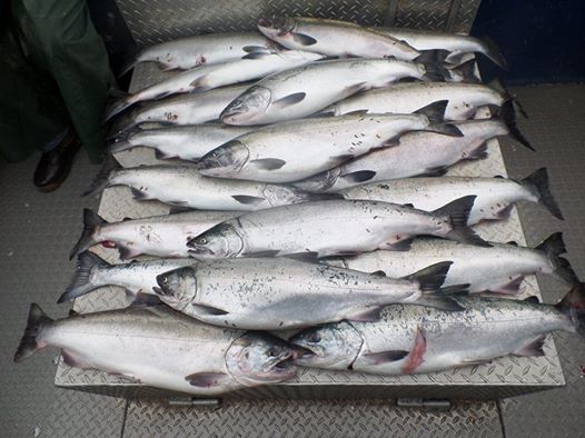 stephen hardie fish.jpg
