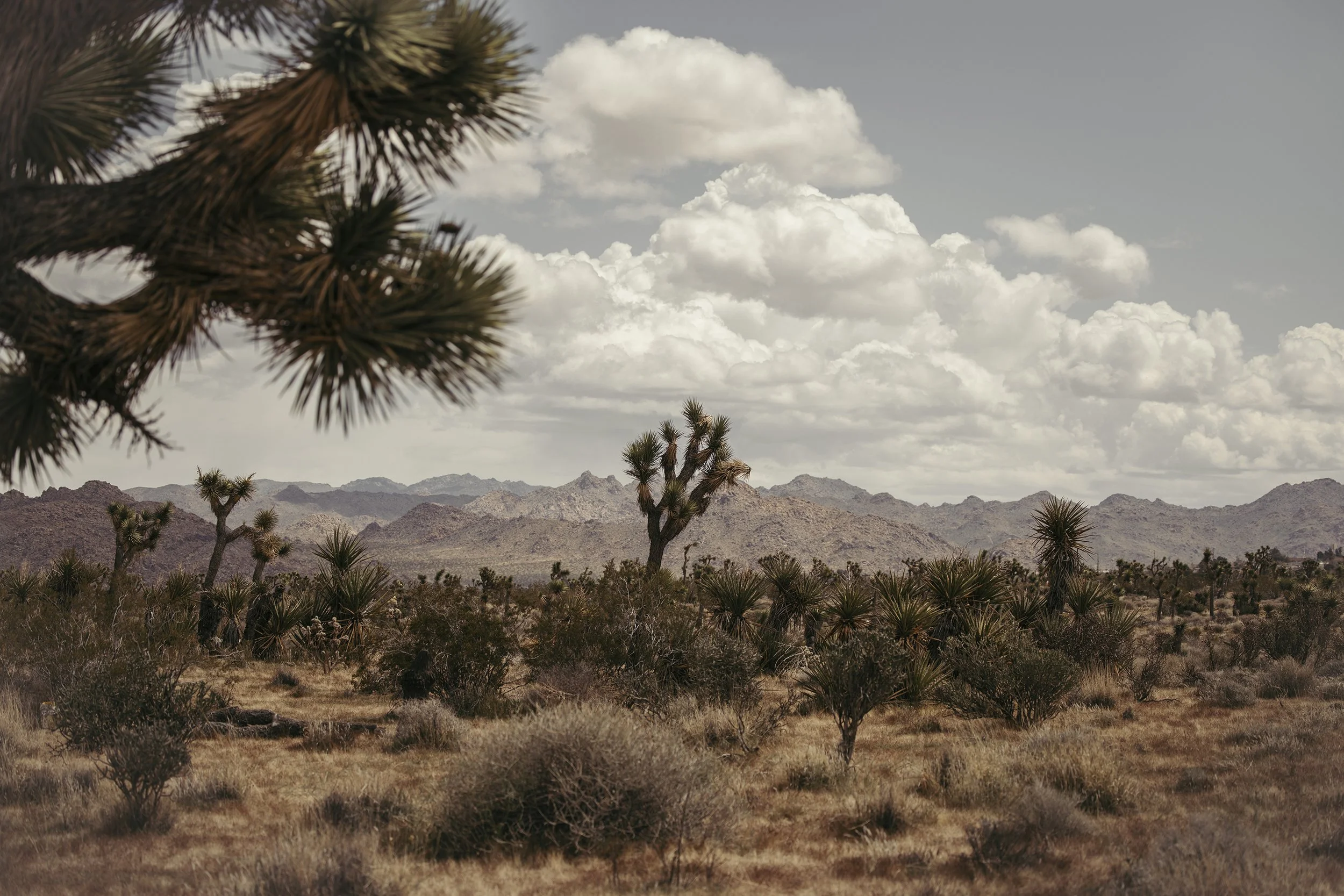 Joshua Tree always on my mind ...
