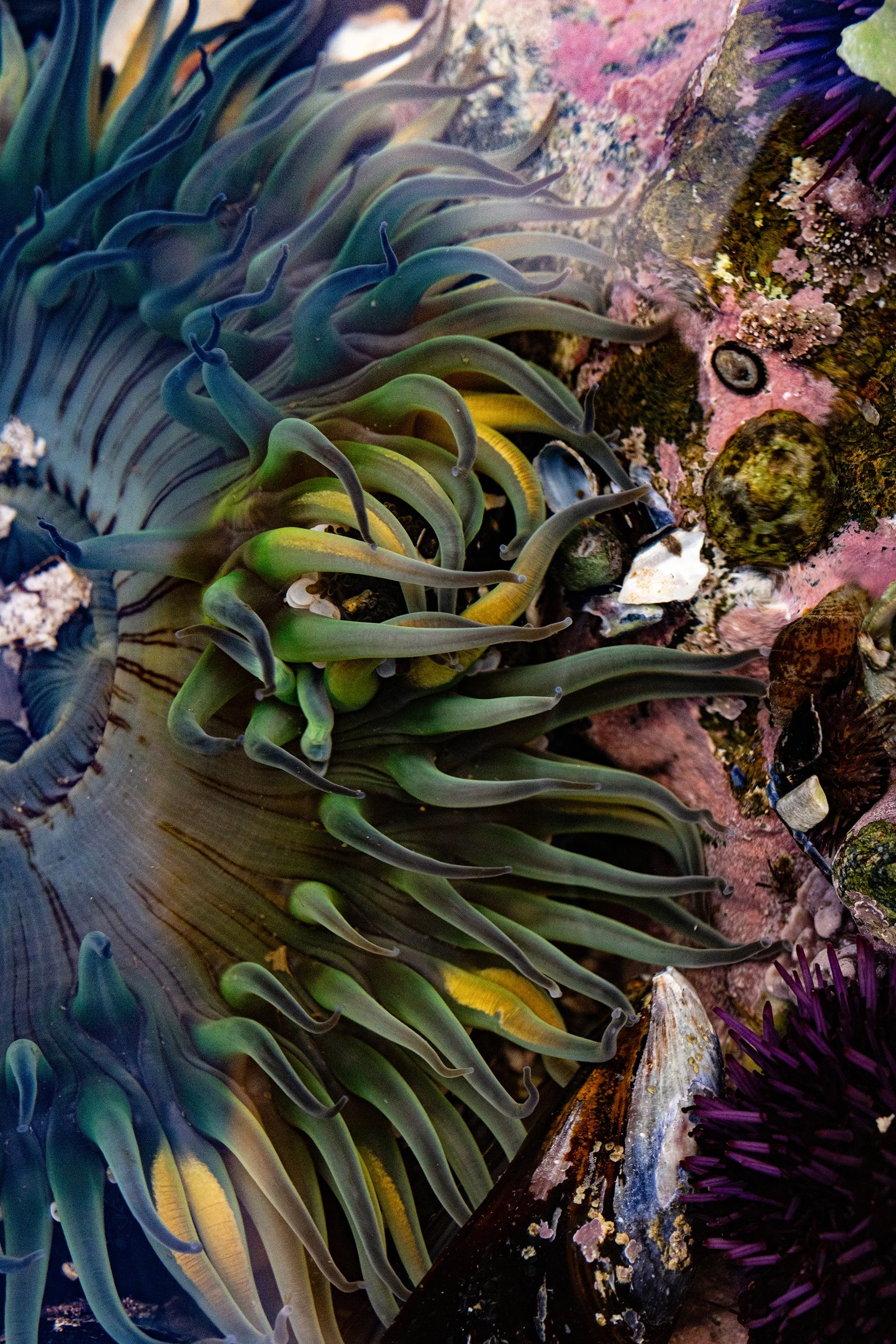 Sea Anemone at Treasure Island tide pools at Montage Laguna Beach