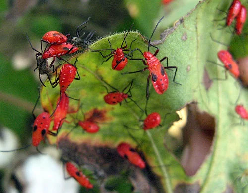 No pesticides used here but we have learned how to manage pests organically.