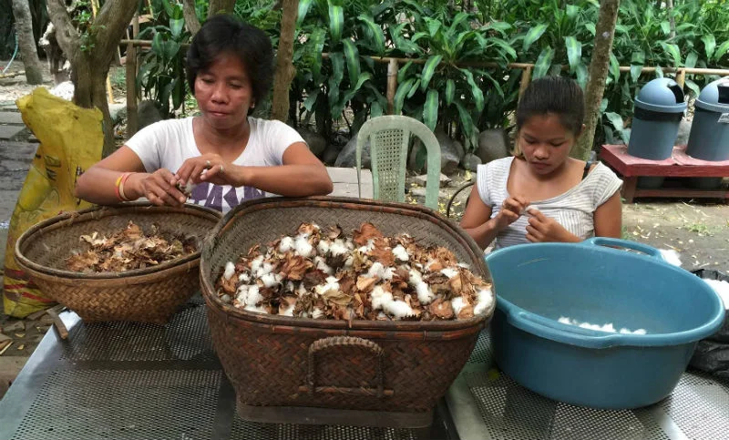 Harvested cotton worked on by mother and daughter in PatisTito Garden Café.