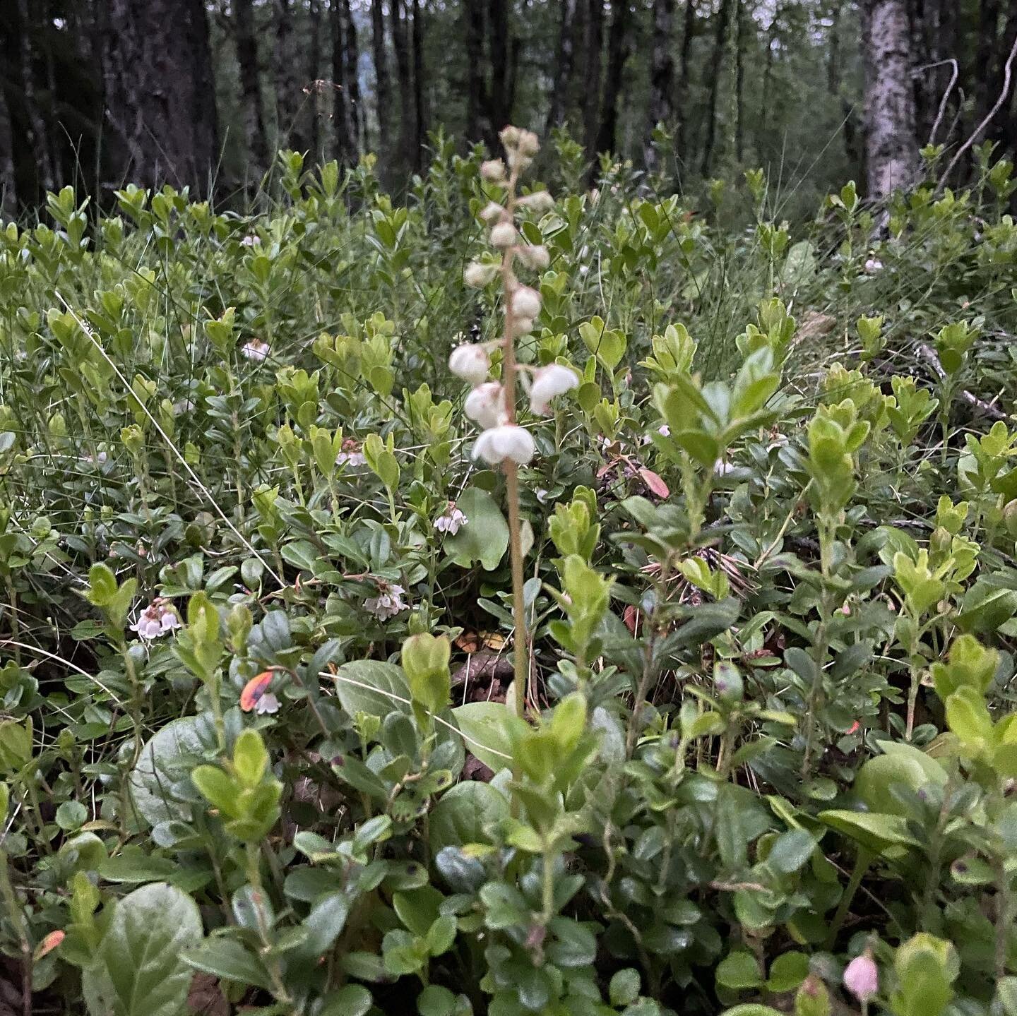 En av gjestene v&aring;re telte 80 blomstrende planter rundt Fjellstua i kveld. Ikke rart biene trives🌸😍 #norskefjellstuer #rutenfjellstue #espedalen #naturligvis #fjellblomster #visitlillehammer