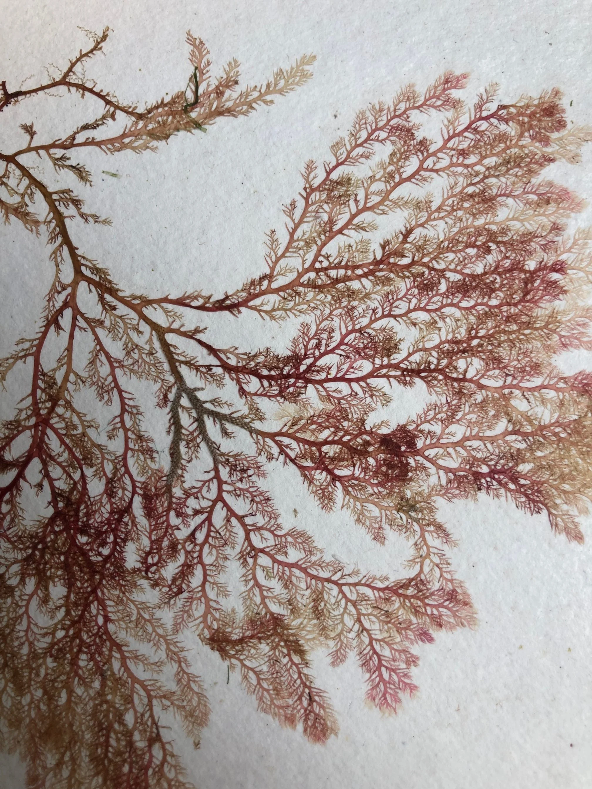 Example seaweed 1