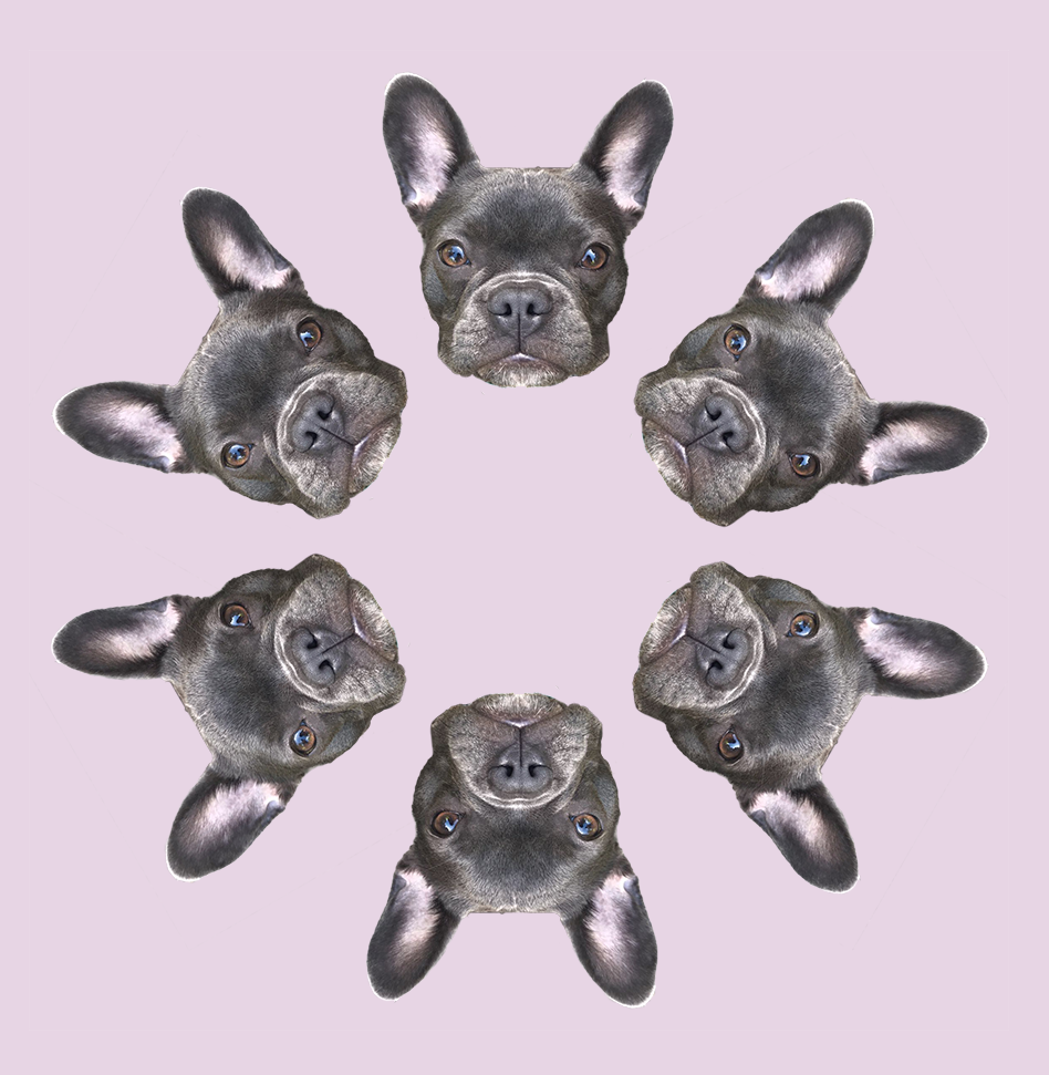 Custom Petalface Wallpaper rosette