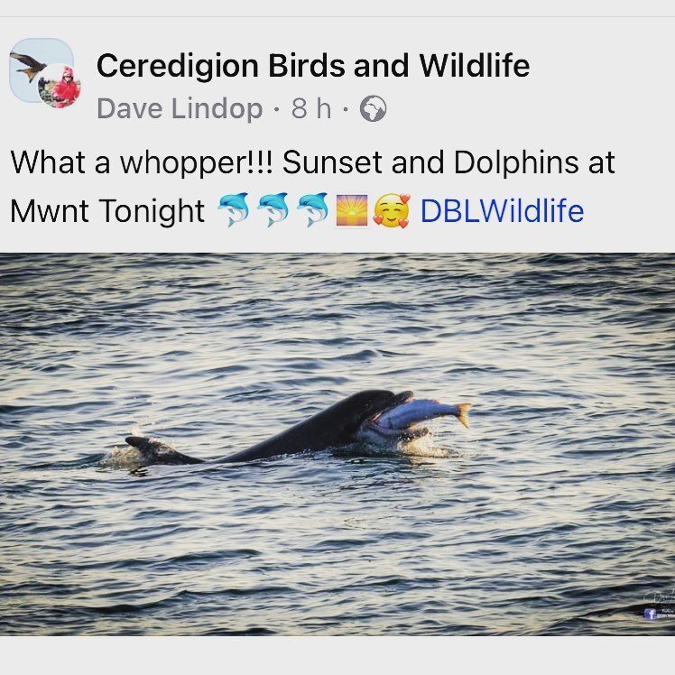 Llun anhygoel gan un o&rsquo;n gwesteion 🐬 
What a stunning photo by one if our guests #mwntbeach #mwnt #cardiganbay #baeceredigion #dolphins #discoverceredigion