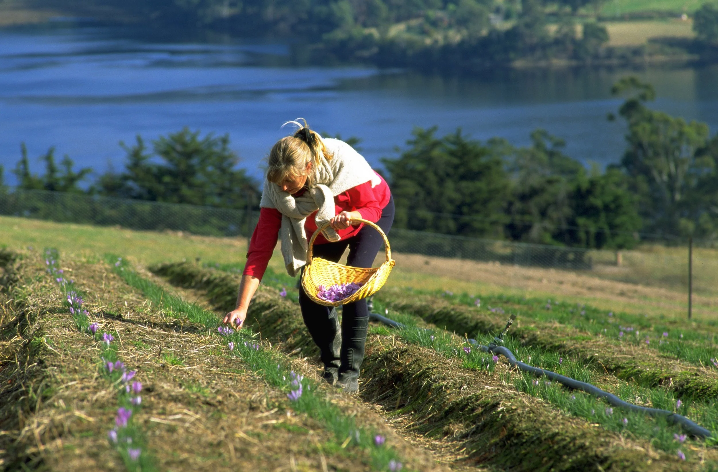 Flower Harvest Tas-Saff.jpg