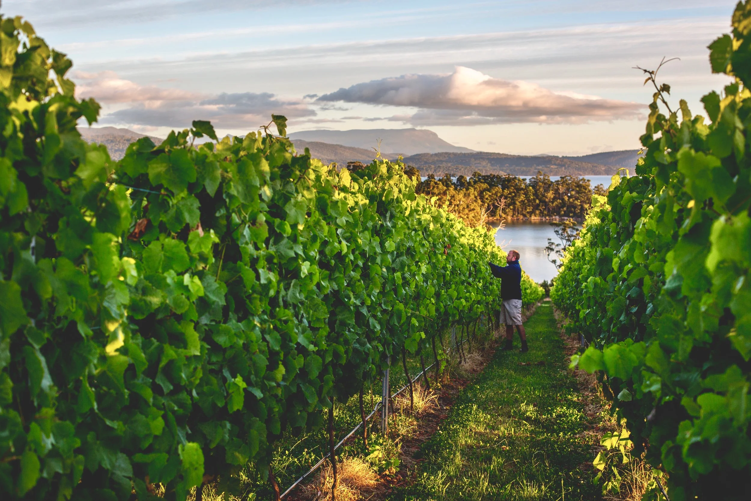 Mewstone Wines 1-76 (2).jpeg