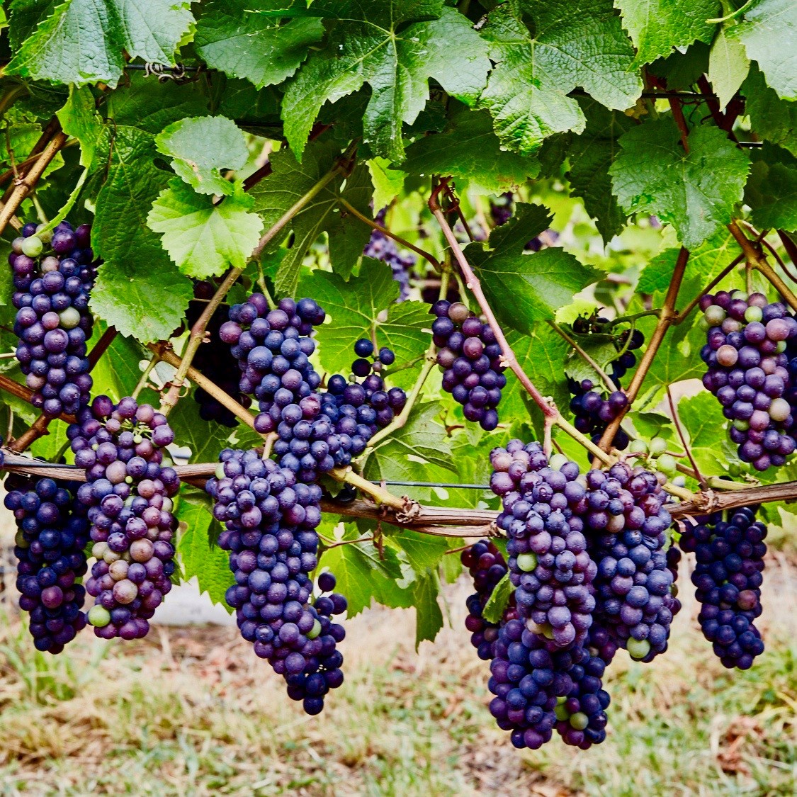 Grapes.jpg