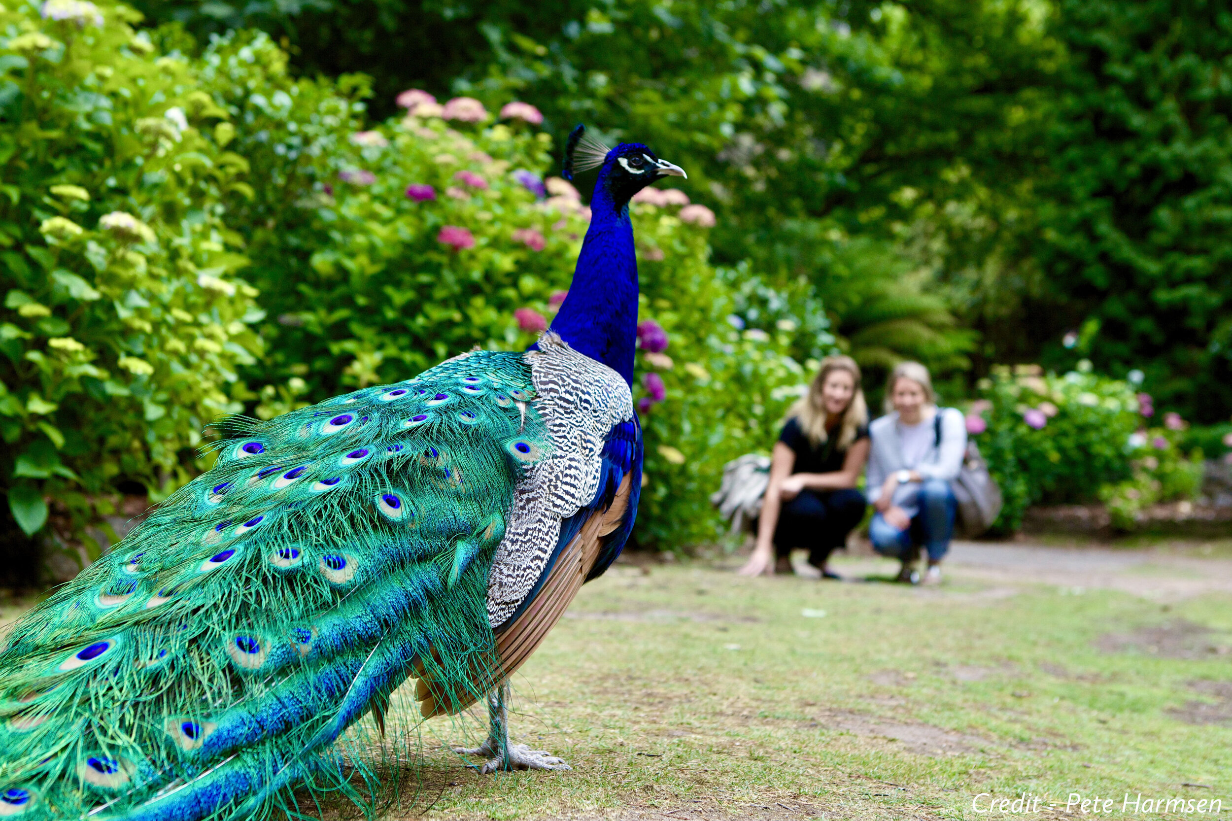 Peacock - credited.jpg