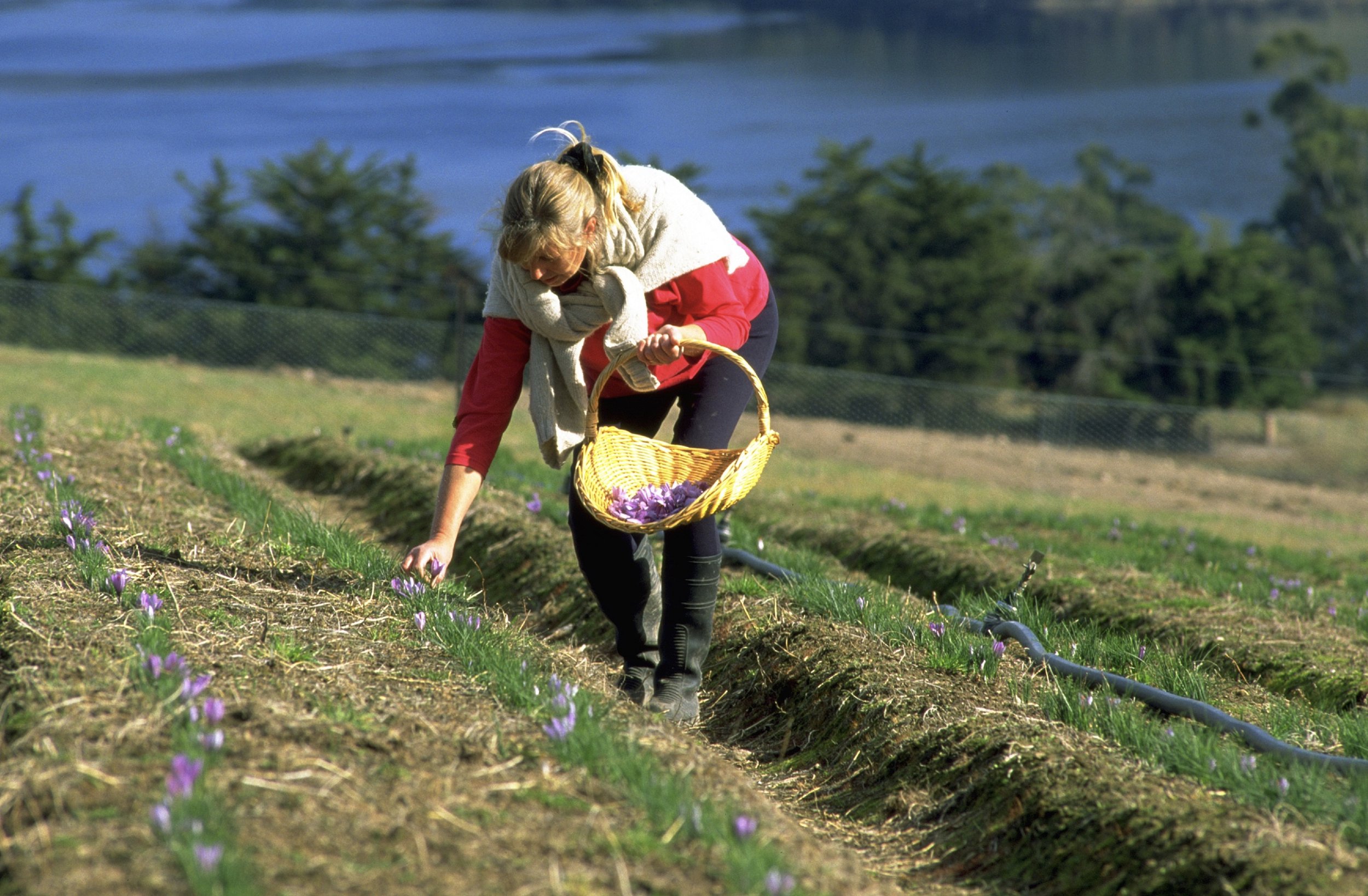 Flower Harvest Tas-Saff.jpeg