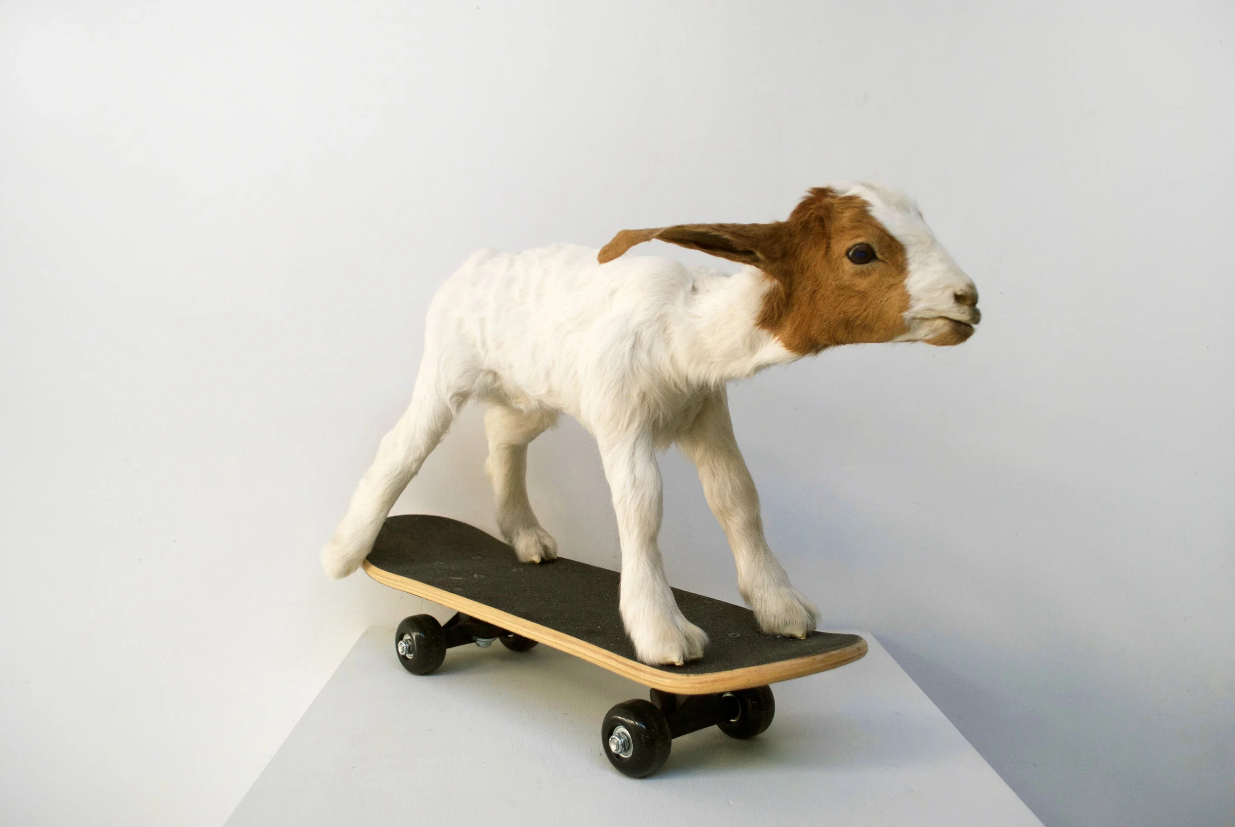 Skategoat