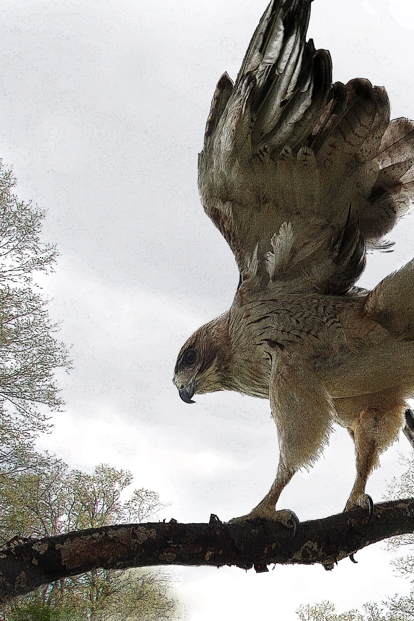 Return of the Red Tail.jpg