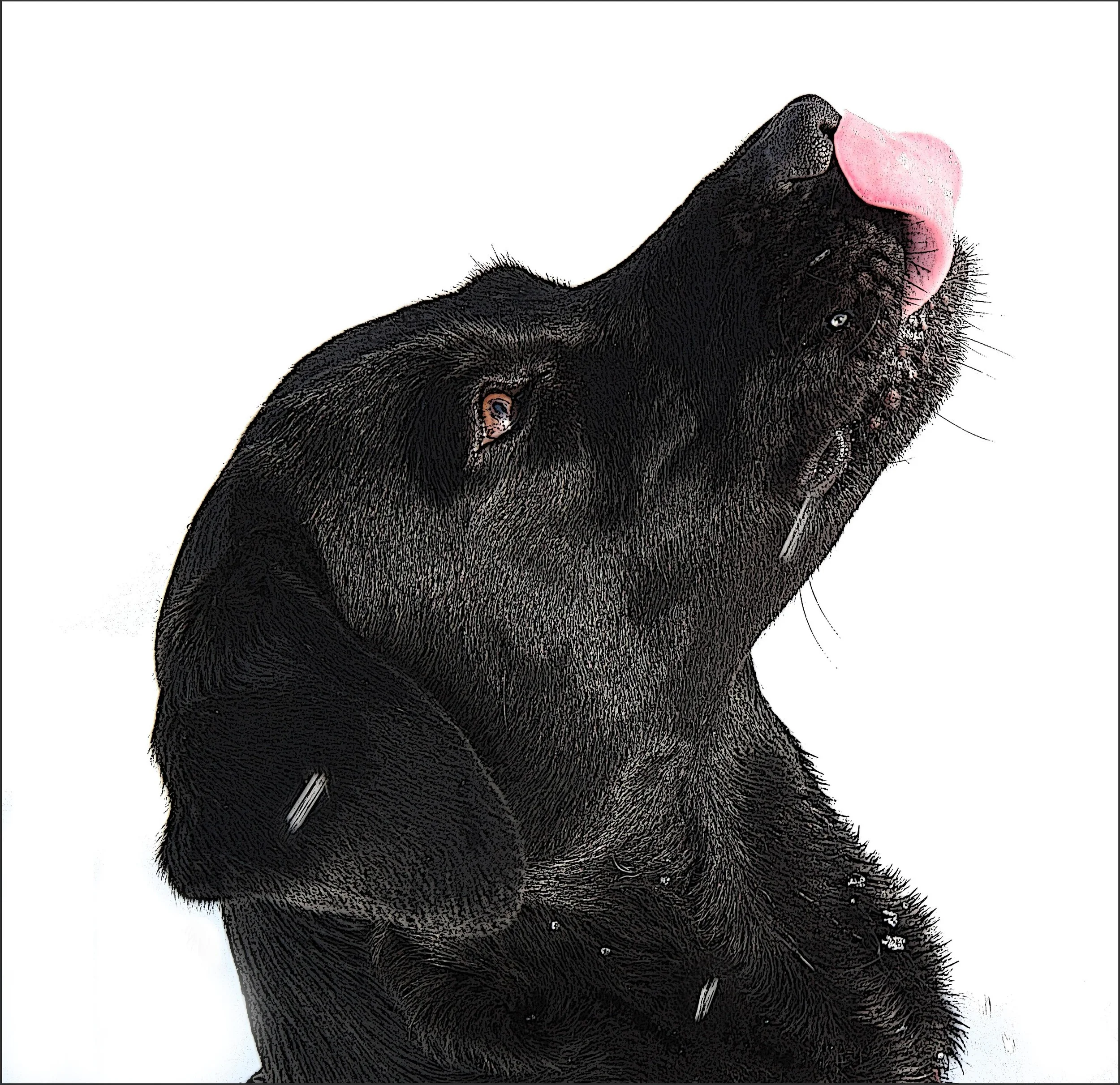Chase Lick Final 1  copy.jpg