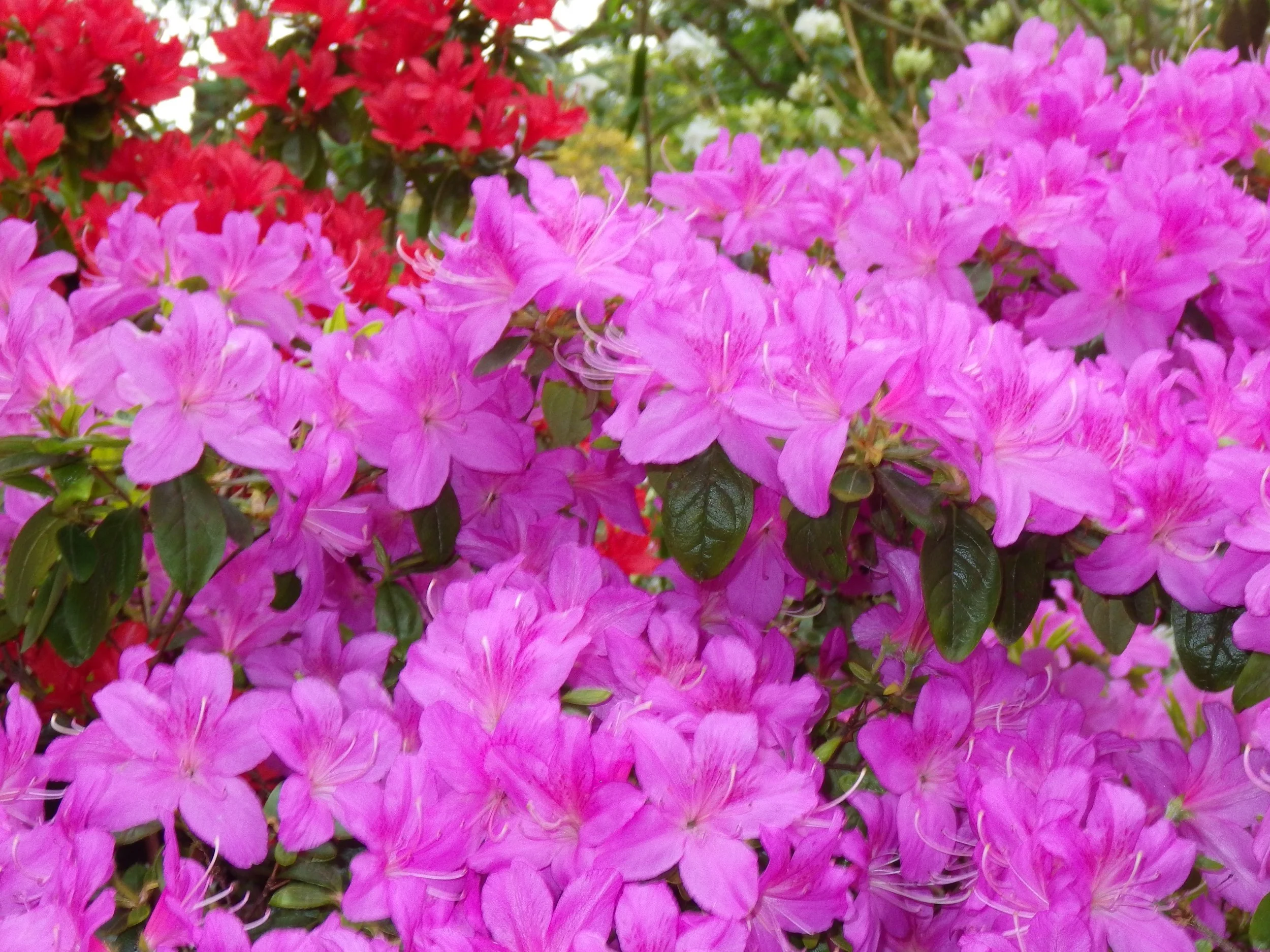 Minster Lifeline 11 2022 