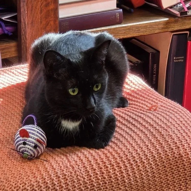 Delilah Cat #Facilities Assistant
