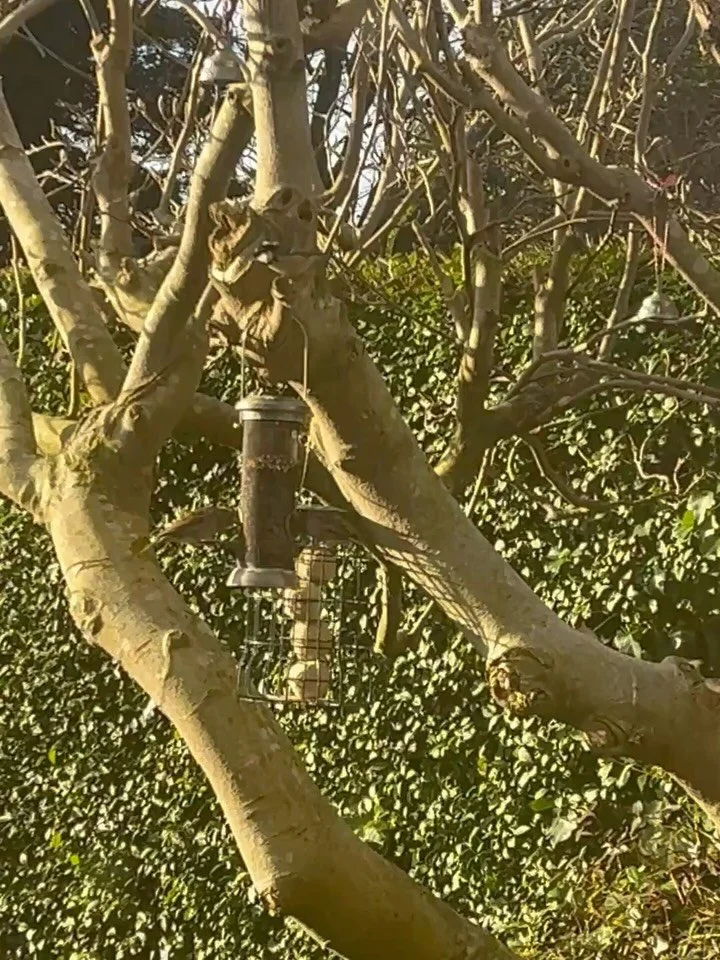 Name three things that have already made your Monday wonderful.

Ok: ONE- Watching birds, from our kitchen window, enjoying the seed buffet I left out for them. 🐦&zwj;⬛
 
TWO: Snowdrops already blossoming! I know it&rsquo;s early and they might free