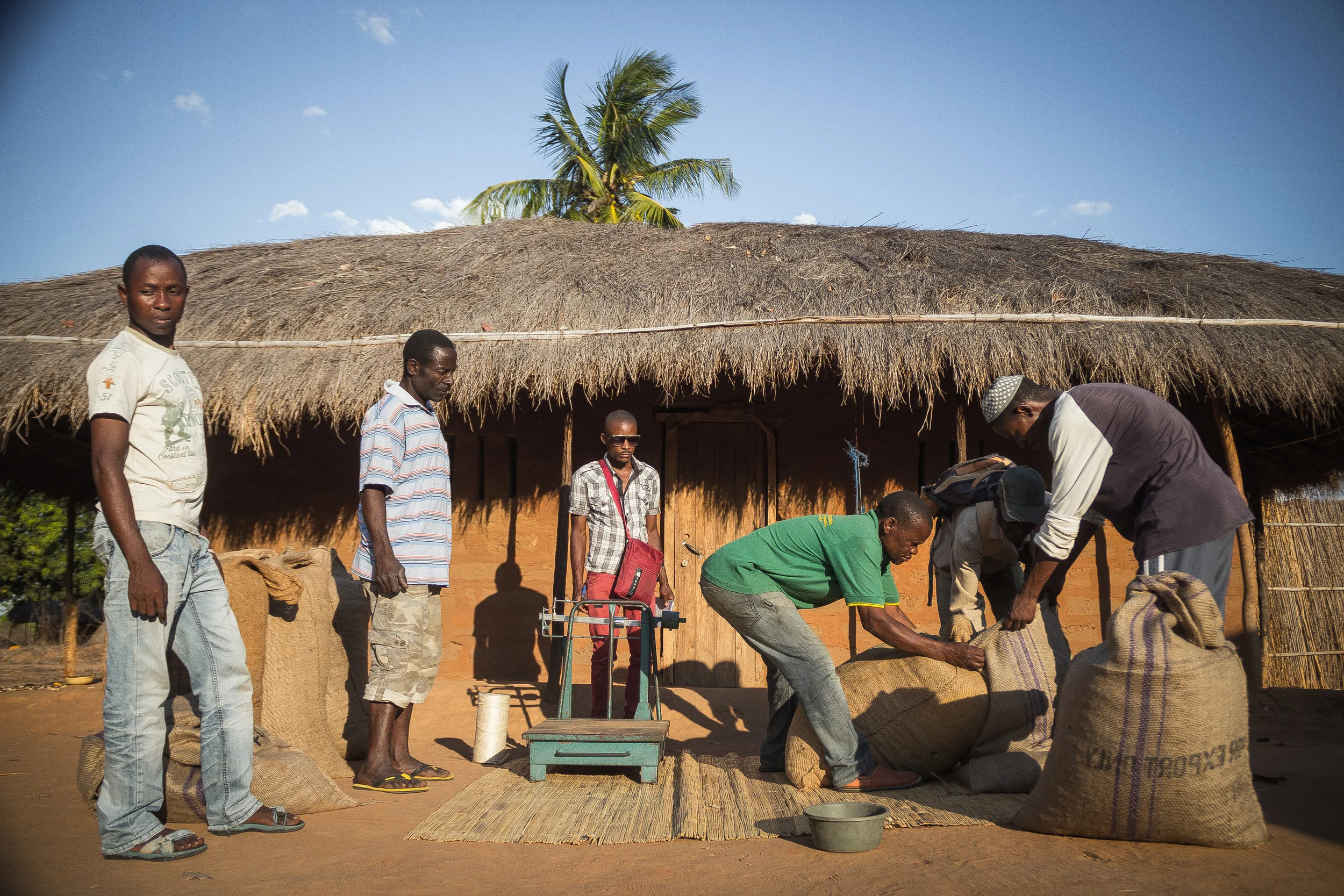 Cashew farmers in the process of commercialization