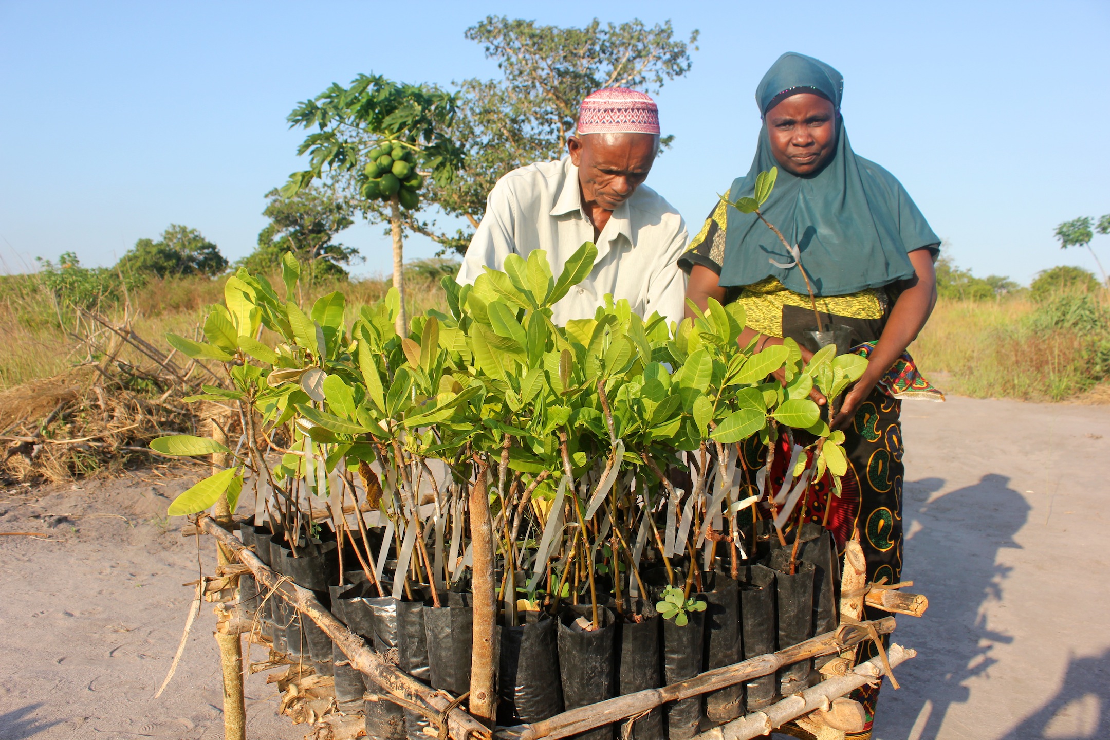 Mariamo Agy and Carlos Muekela with their cashew seedlings