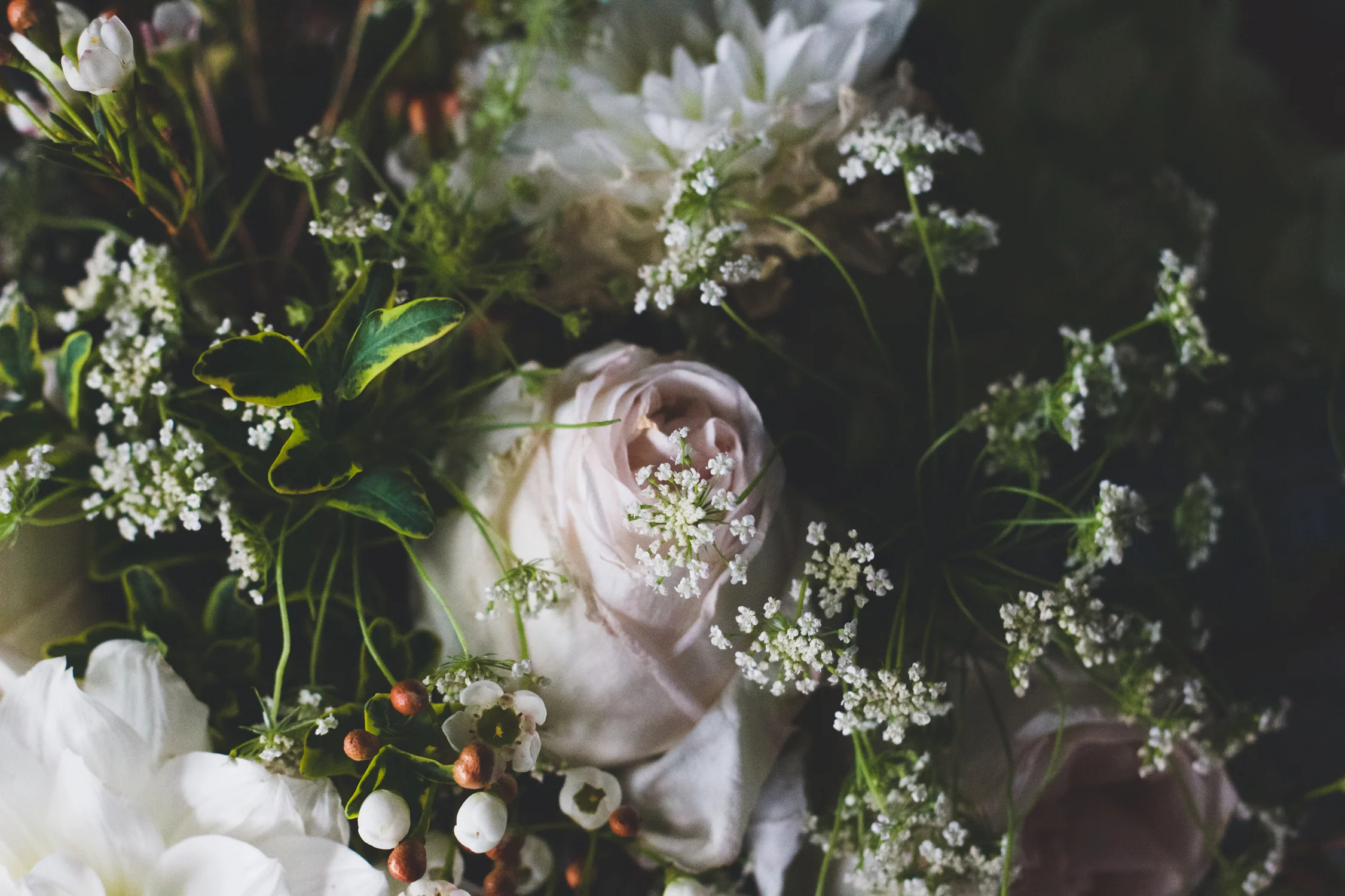 a certain someone caught the bride's bouquet and gave it to another certain someone, and then that someone had to get on a plane, so they gave it to me...and now it sits in a vase in my living room, reminding me of an exquisite weekend of love and loving.