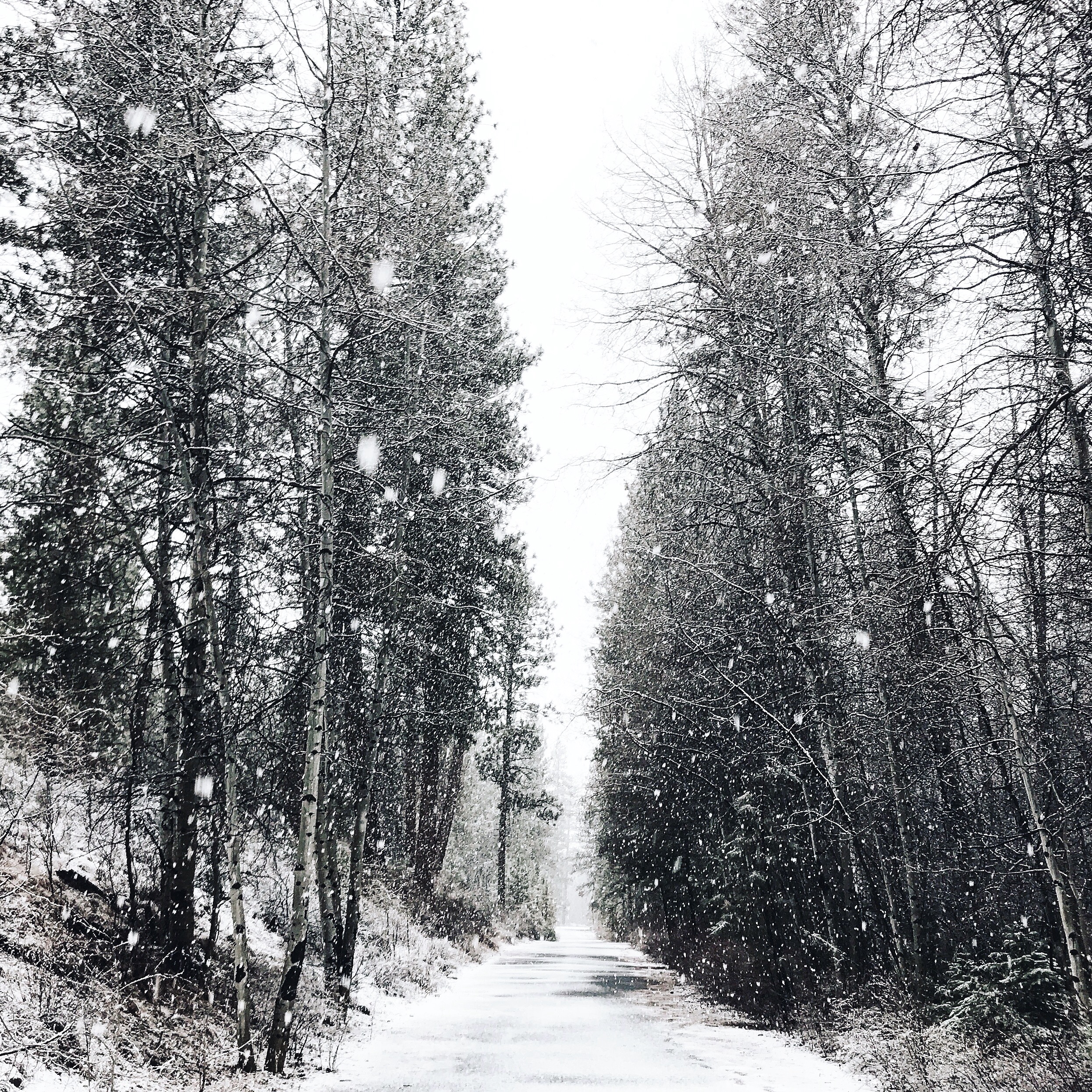 ...and then the snow came.