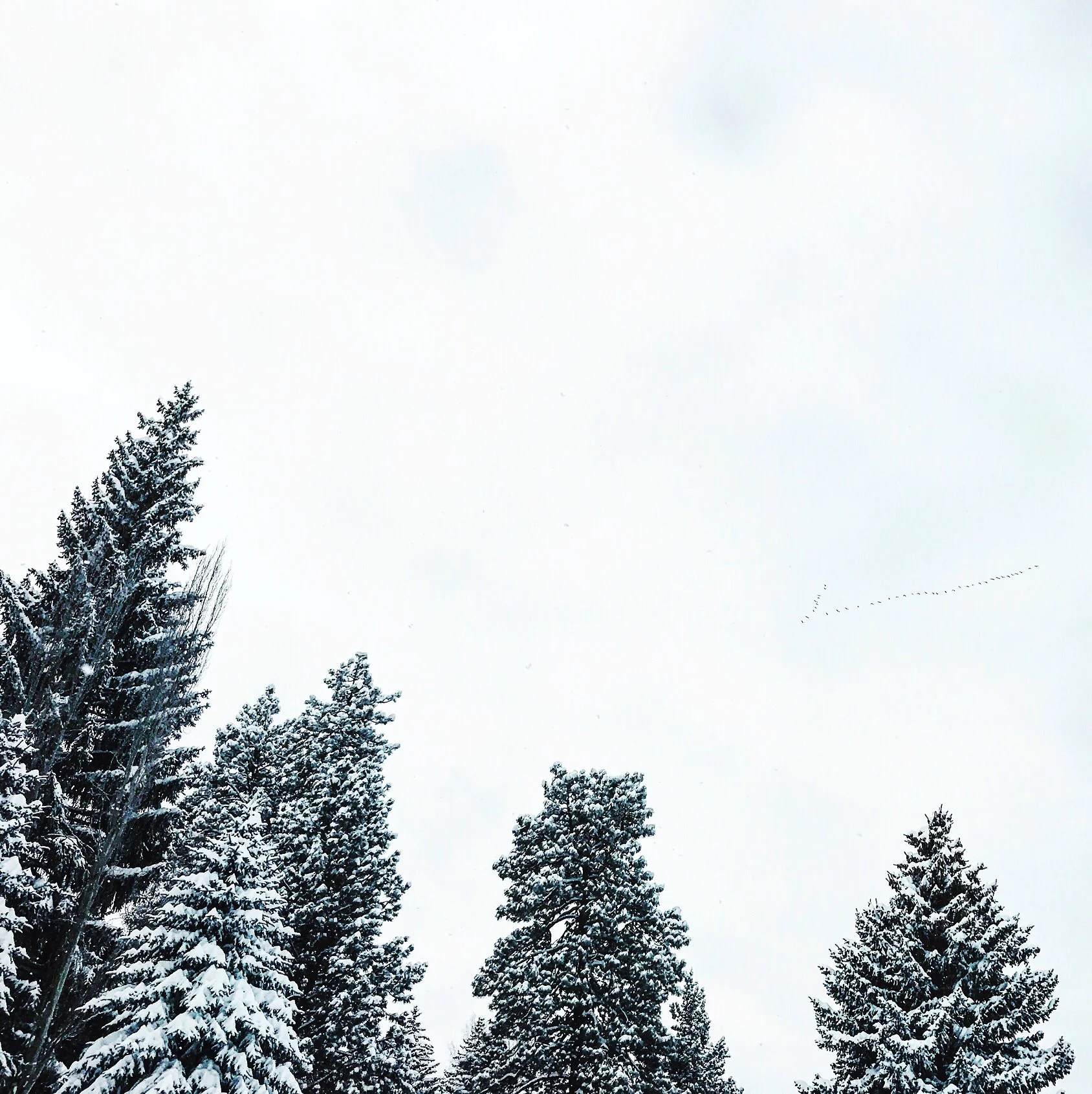 ...tell me about your despair, yours, and i will tell you mine...| meanwhile, the wild geese | high in the clean blue air | are heading home again. (mary oliver)