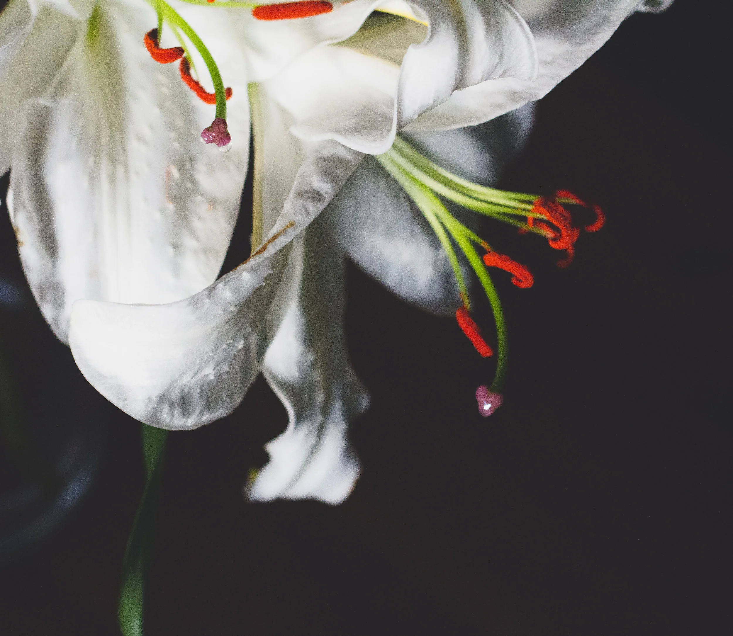 lilyheart-3.jpg