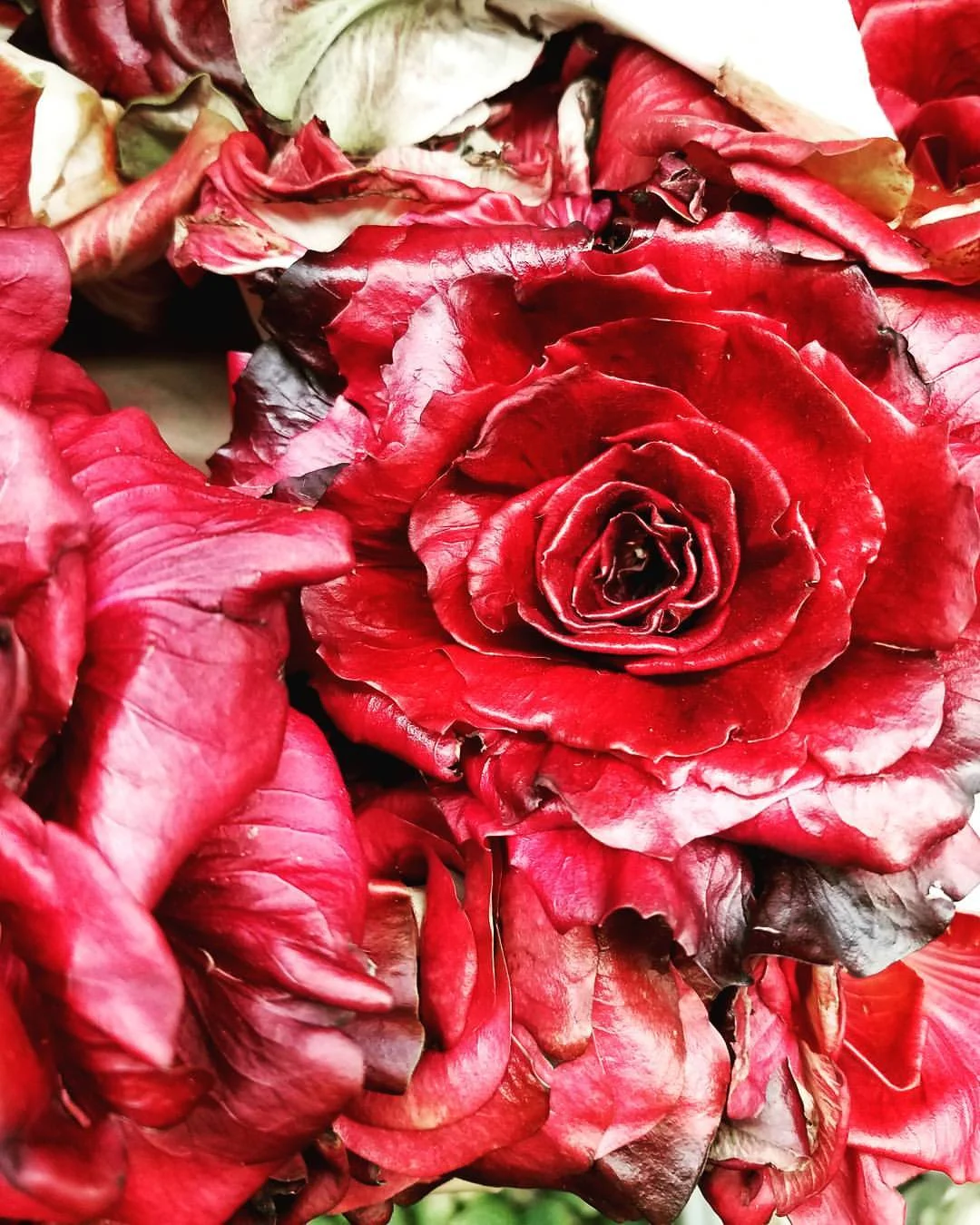 RedLettuce.jpg