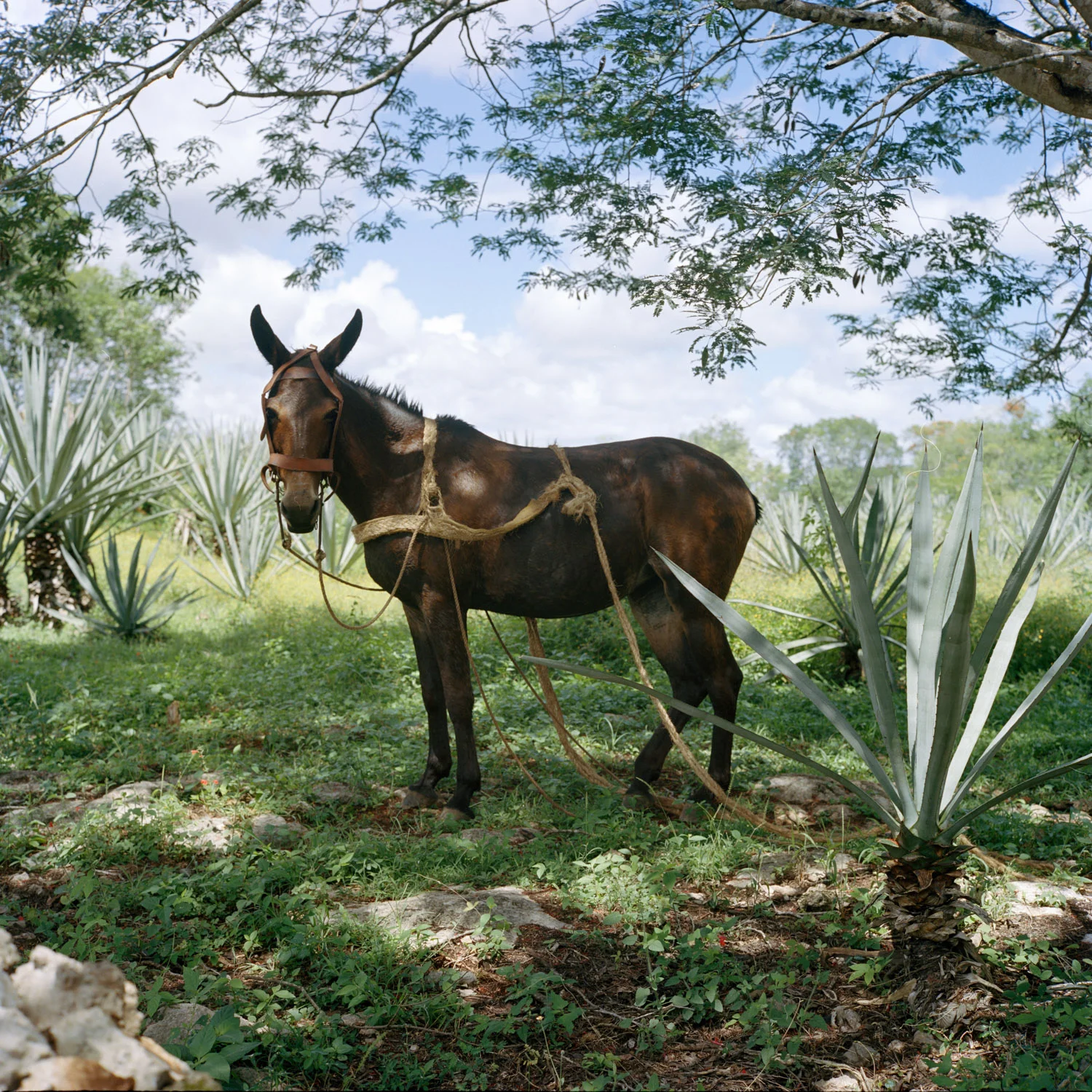 Sotuta de Peon, Mexico. 2016.