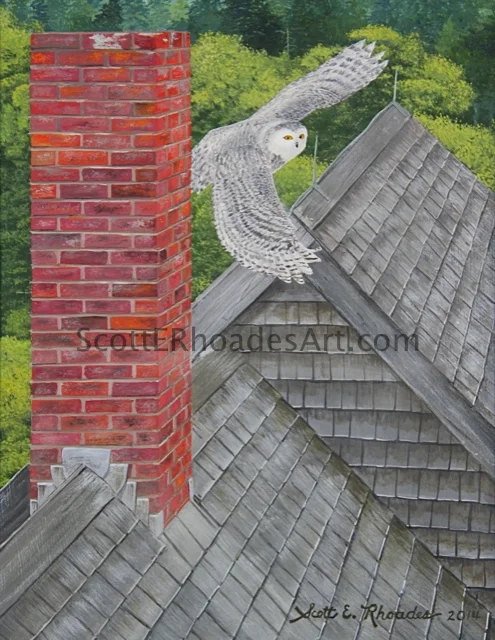 Snowy Owl